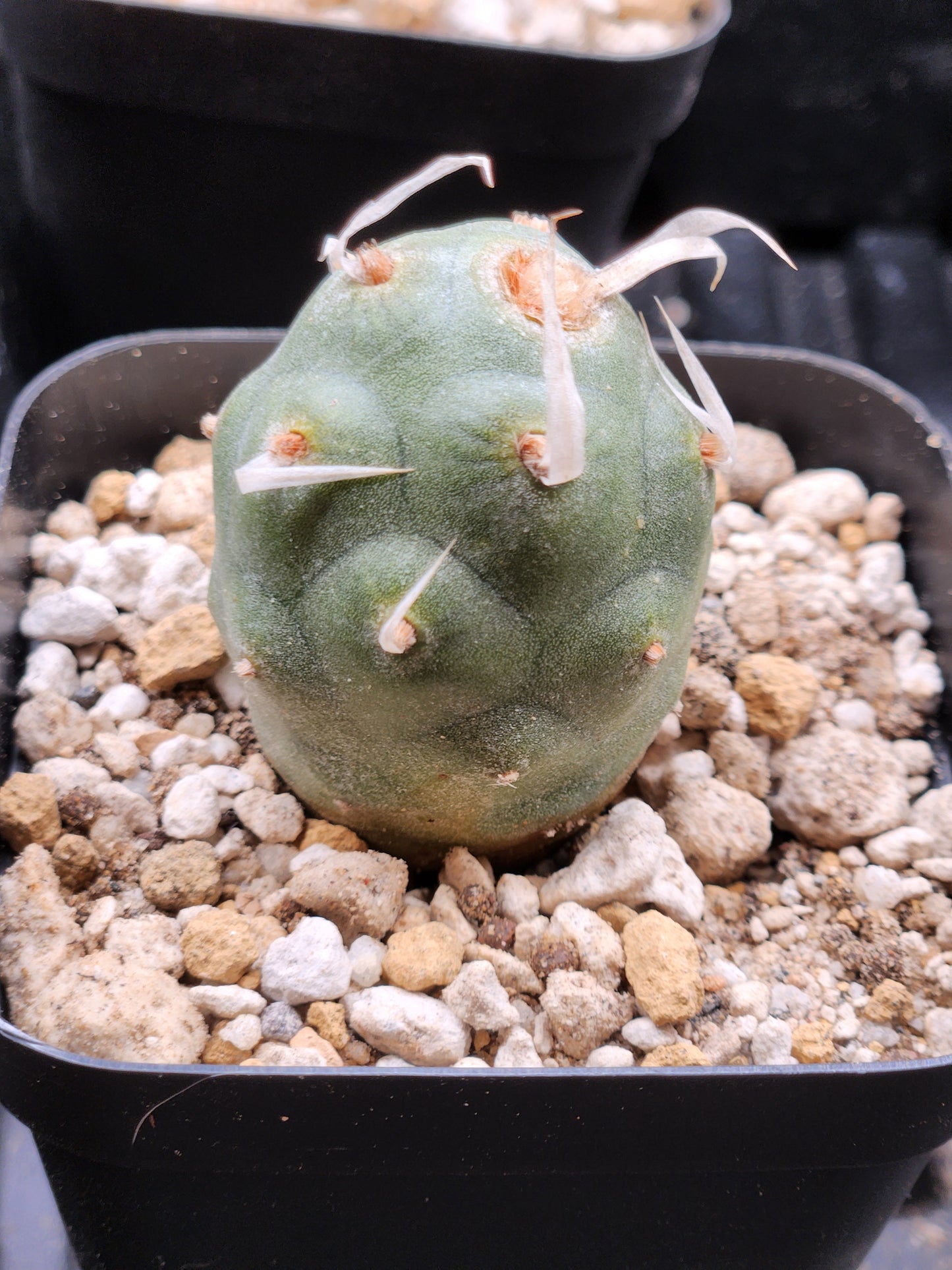 Tephrocactus Articulatus - Small