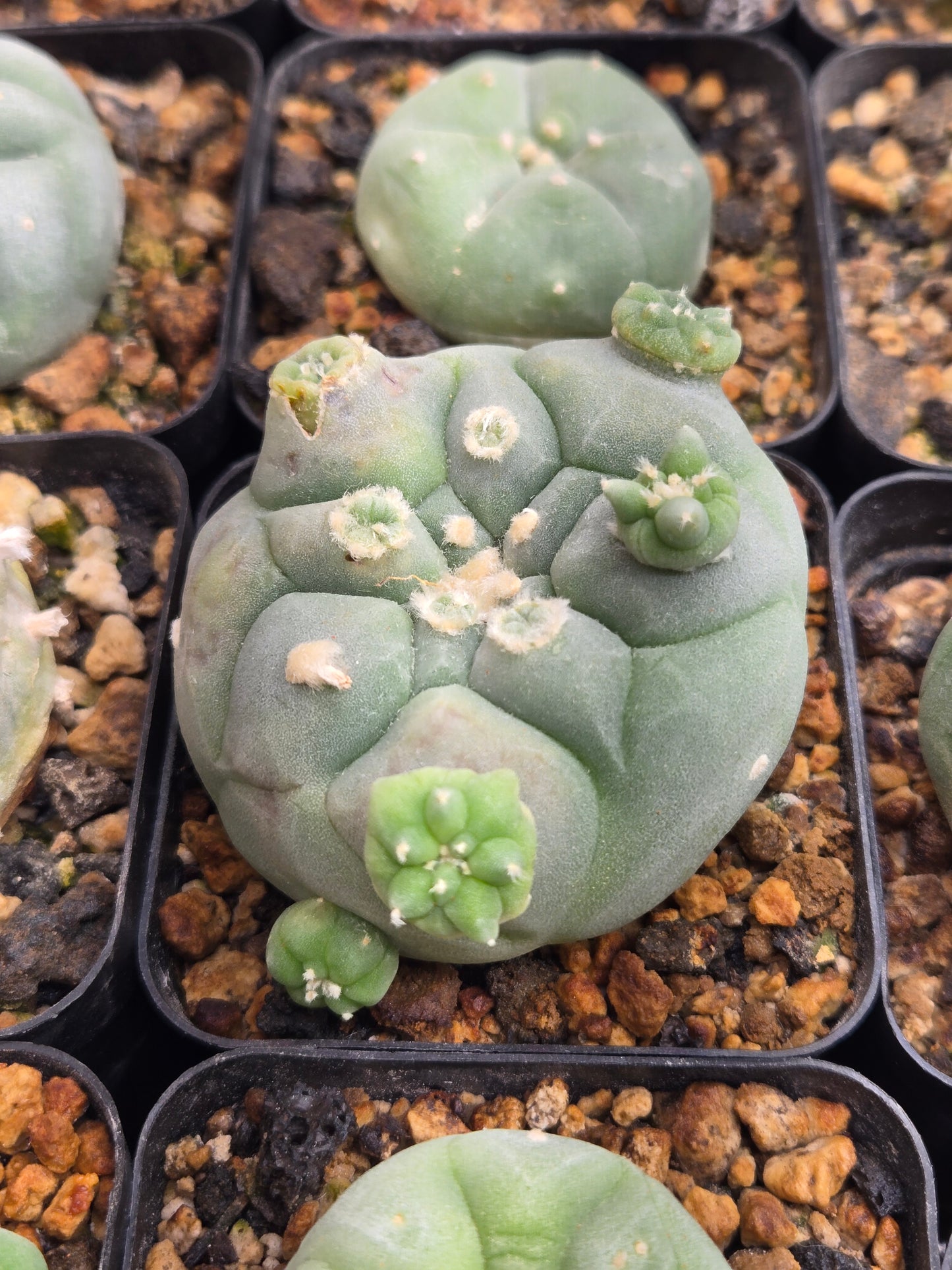 Lophophora Fricii - Flowering age with offsets