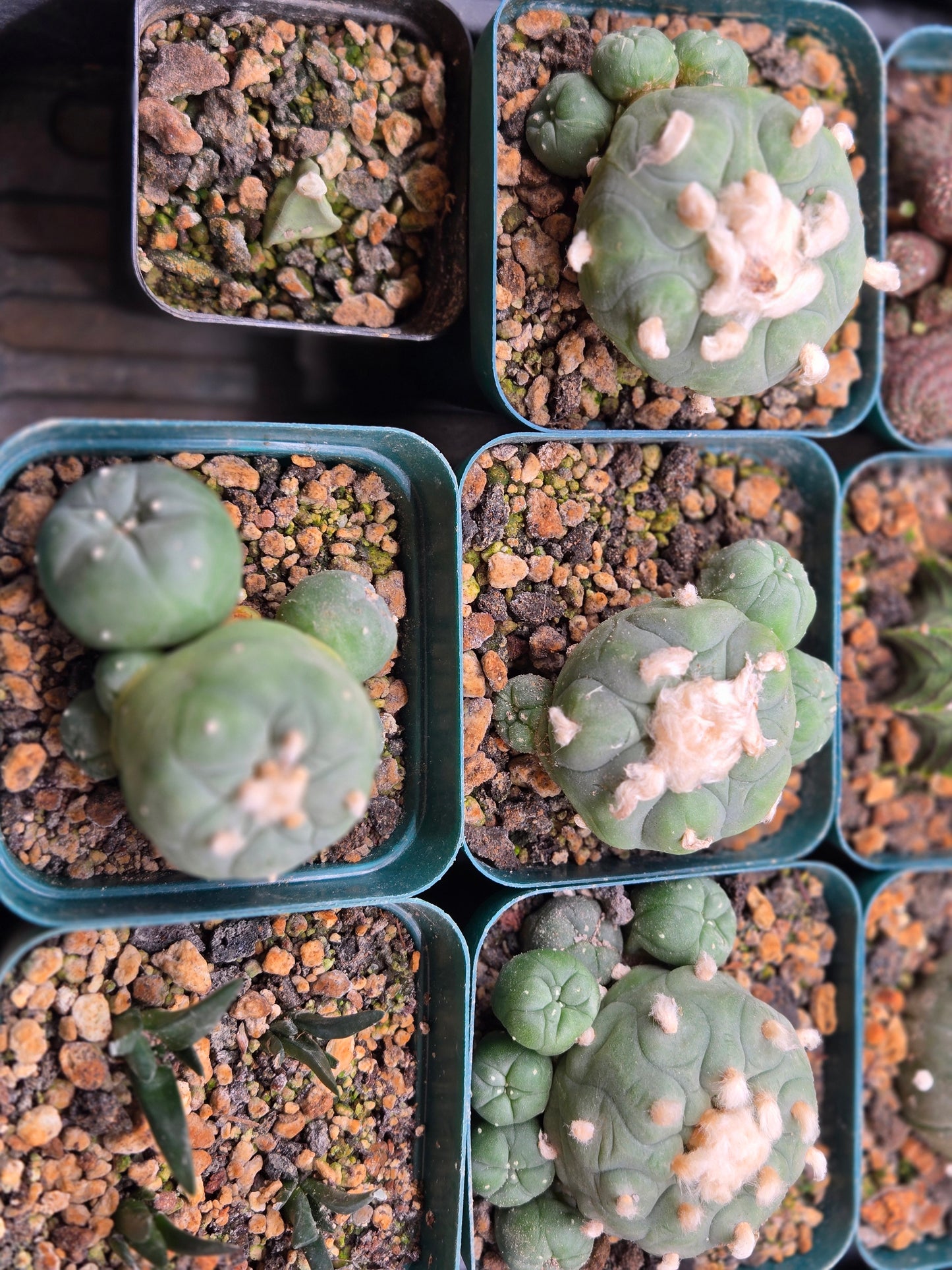 Lophophora Koehressi- Large