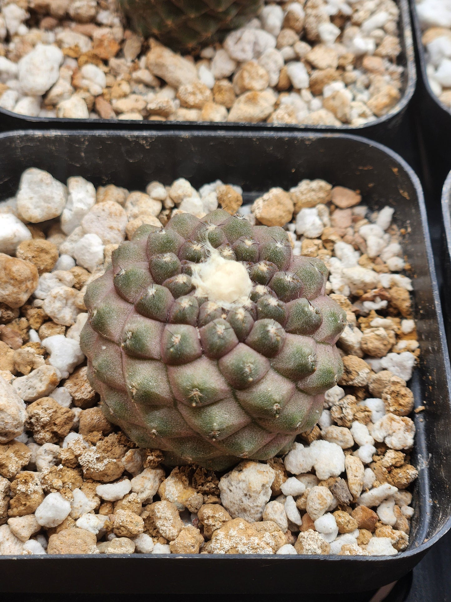 Copiapoa Hypogaea