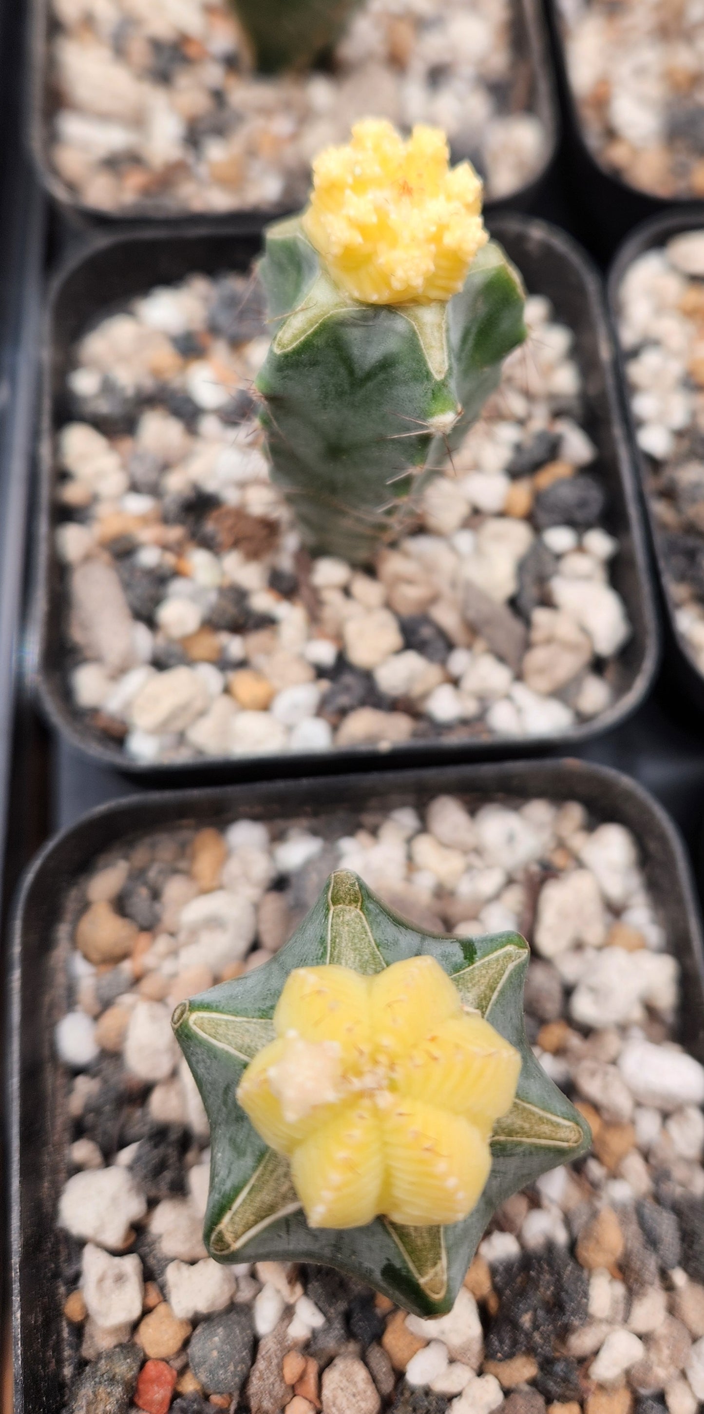 Variegated Aztekium Valdezzi - Graft