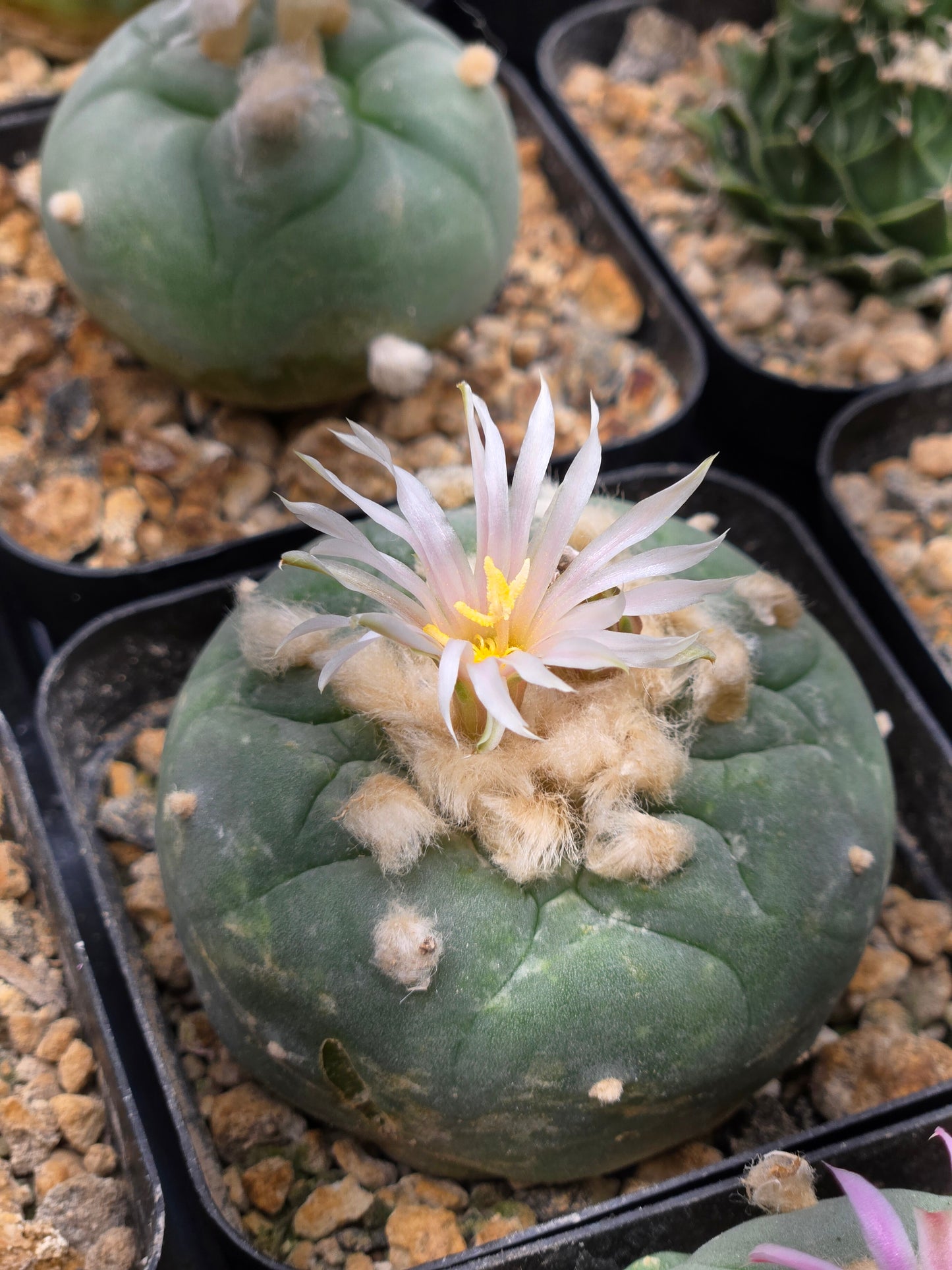 Lophophora Fricii -(small split)