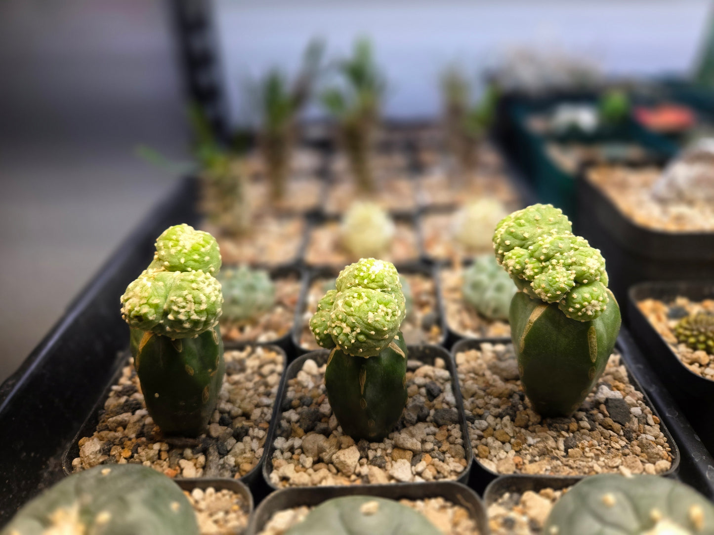 Lophophora Fricii crest - Graft (stenocereus)