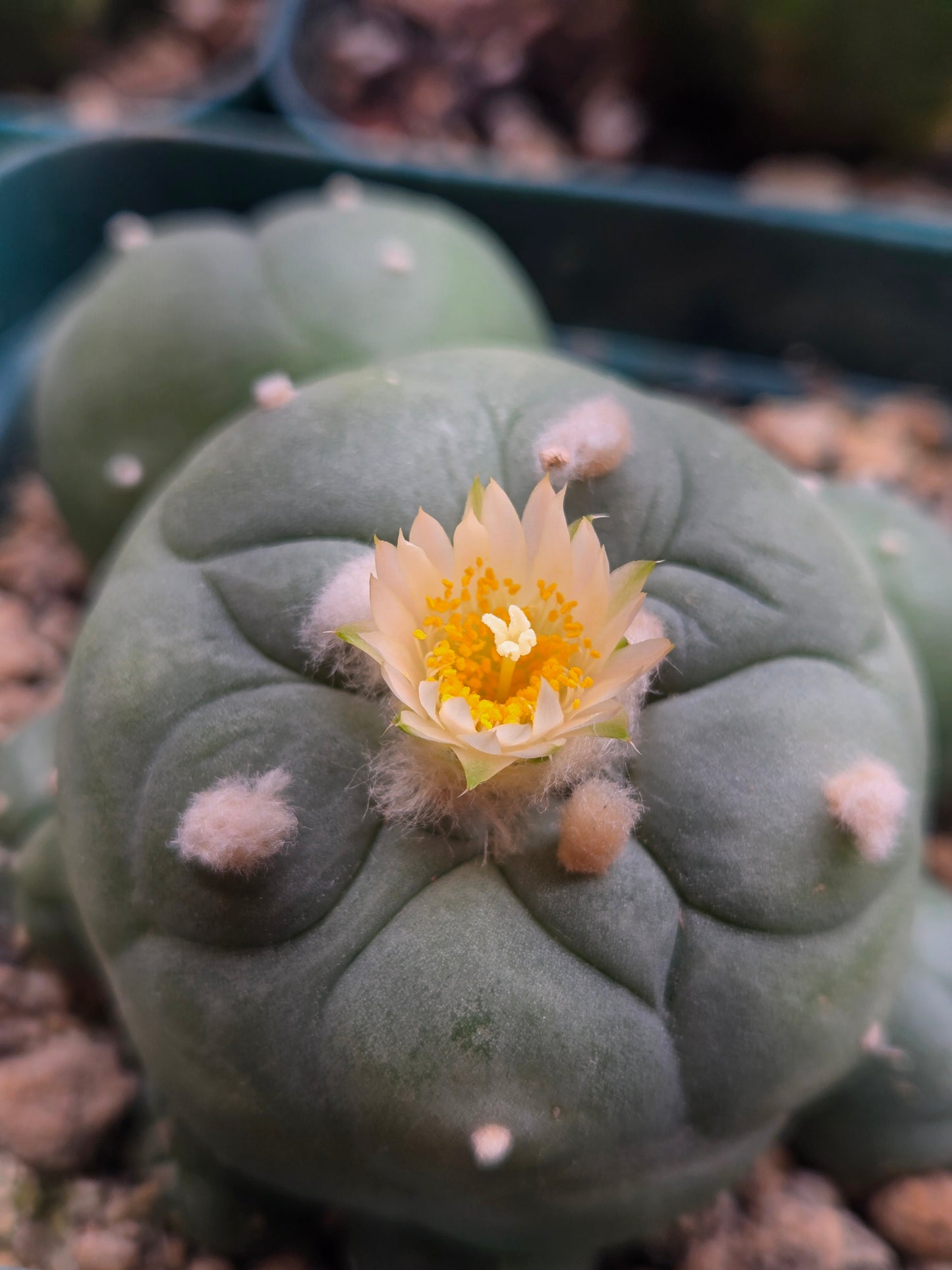 Lophophora Diffusa - Large 3.5" cluster