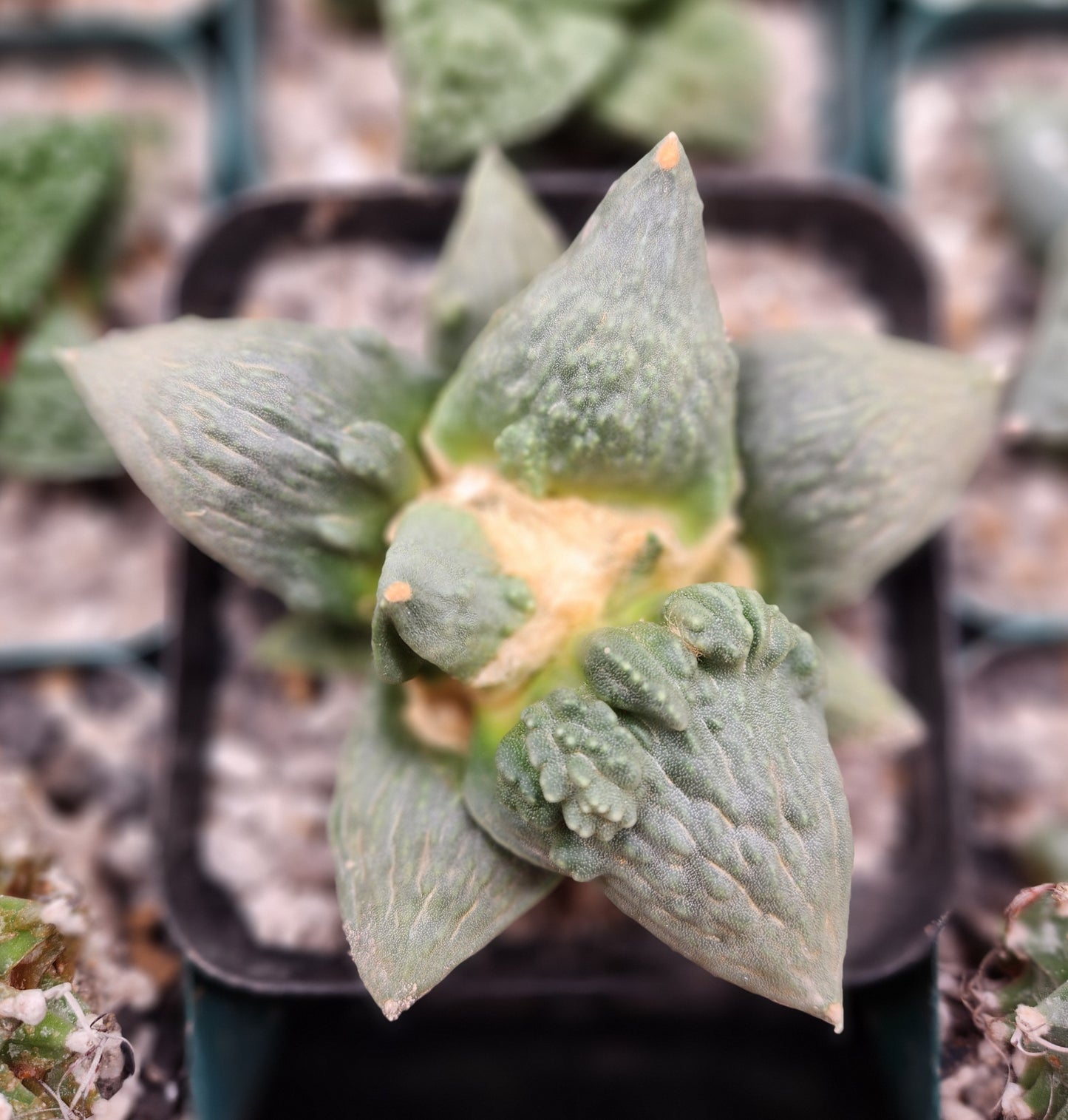 Ariocarpus cv Cauliflower