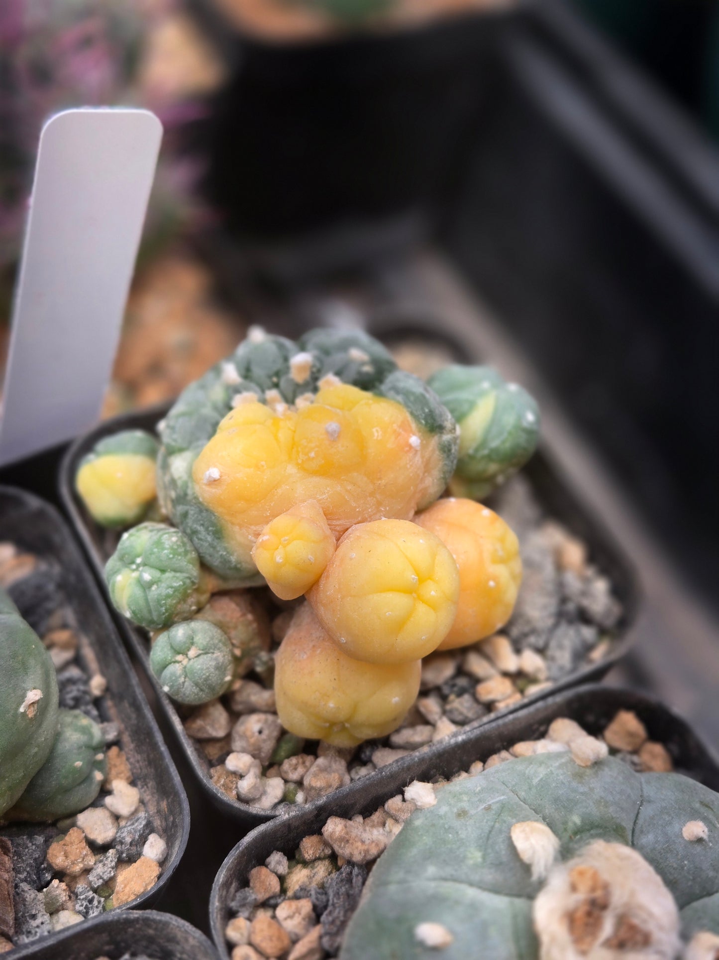 Variegated LW #4