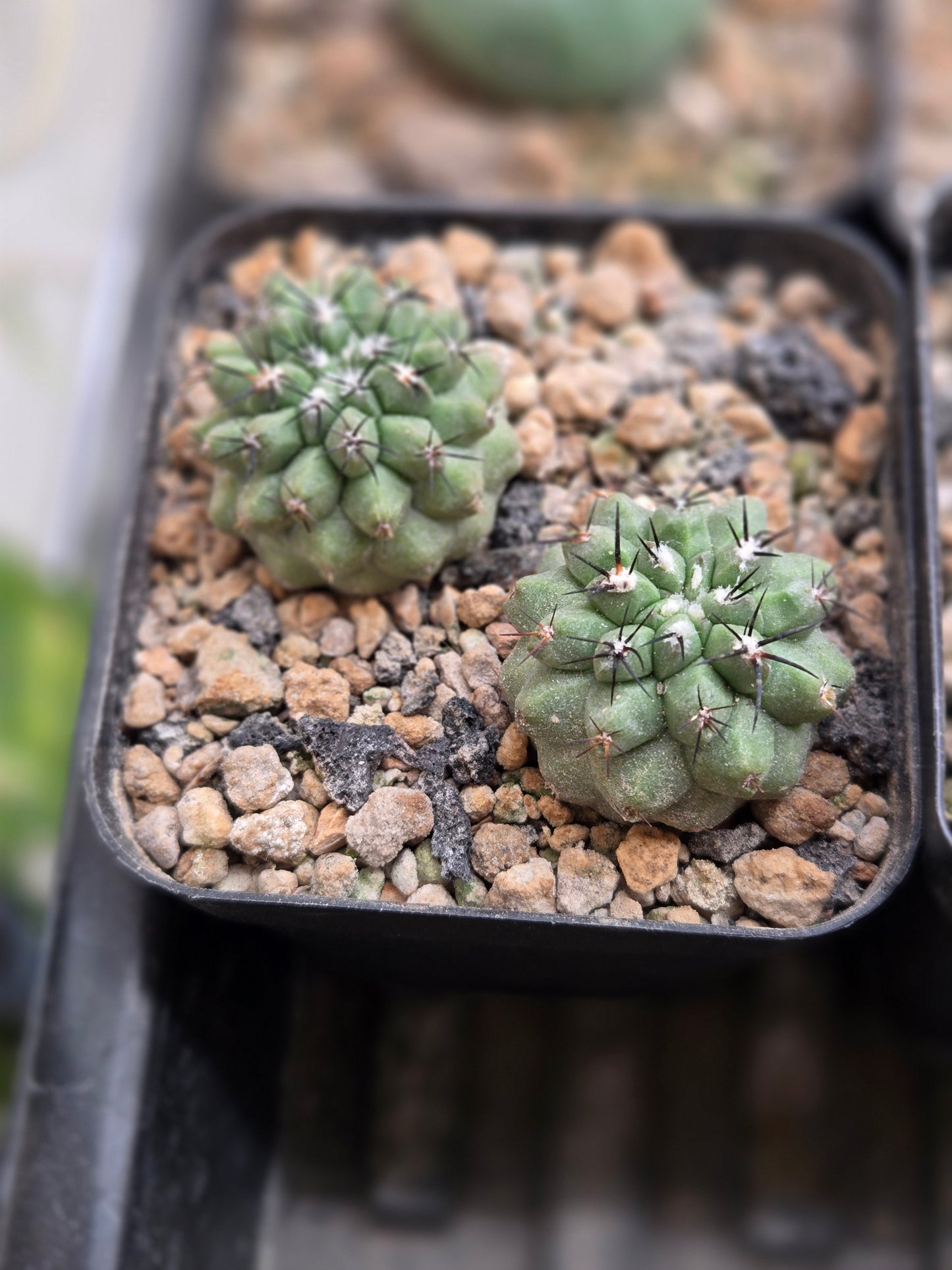 Copiapoa Cinerea - Pair