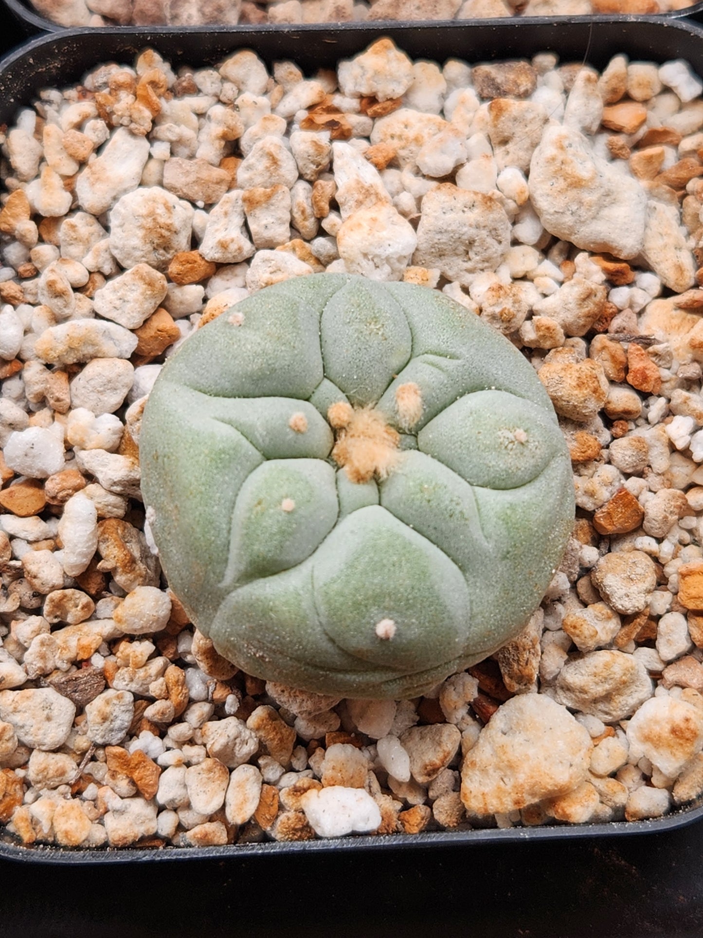 Bargain Bin Lophophora Fricii (1)
