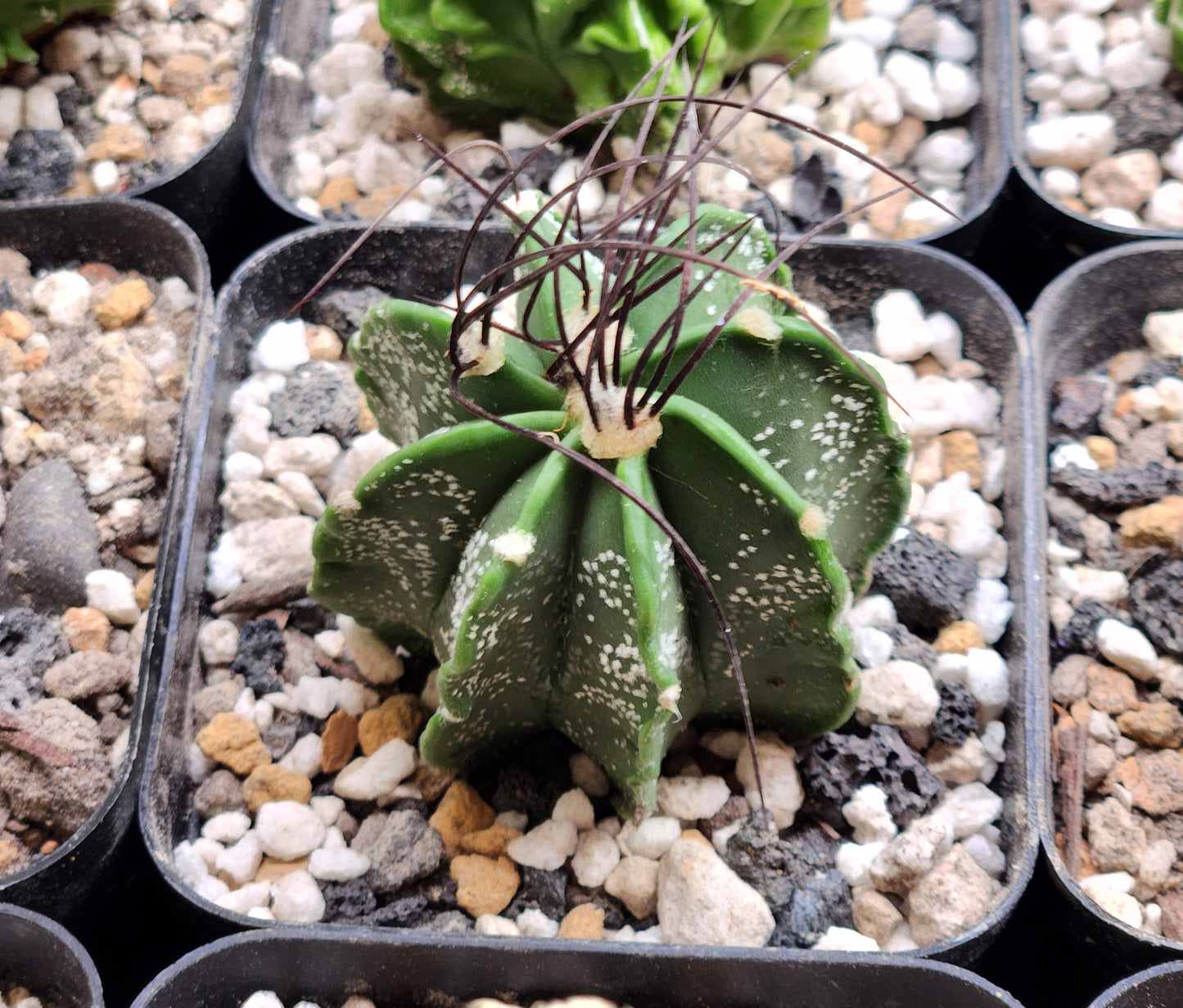 Astrophytum Capricorn - Medium
