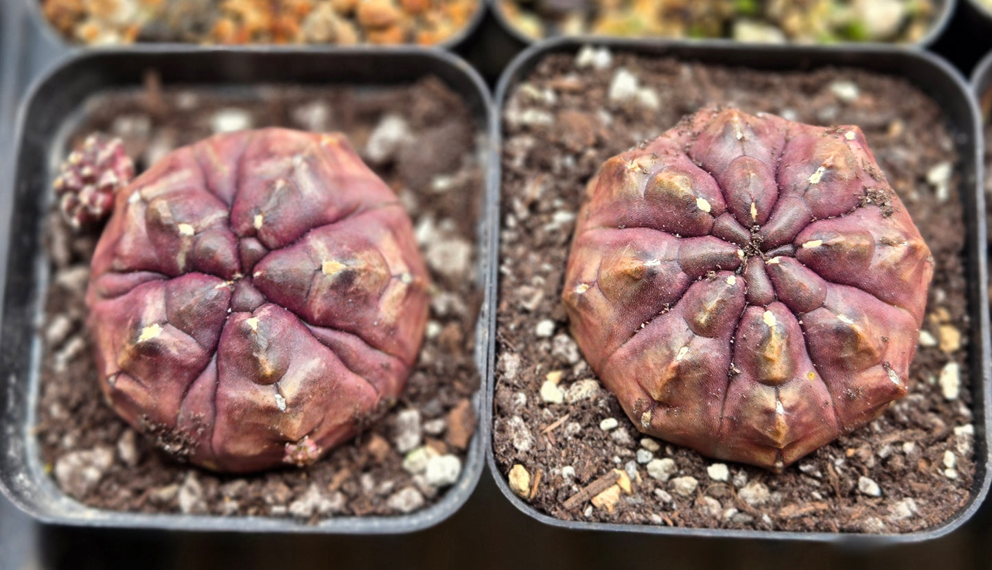 Gymnocalcyium "Daydream"