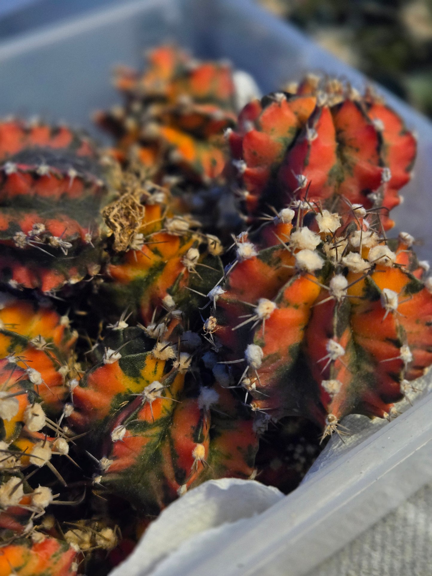Premium Variegated Gymnocalcyium Mihanovichii Hybrid - Sunburst