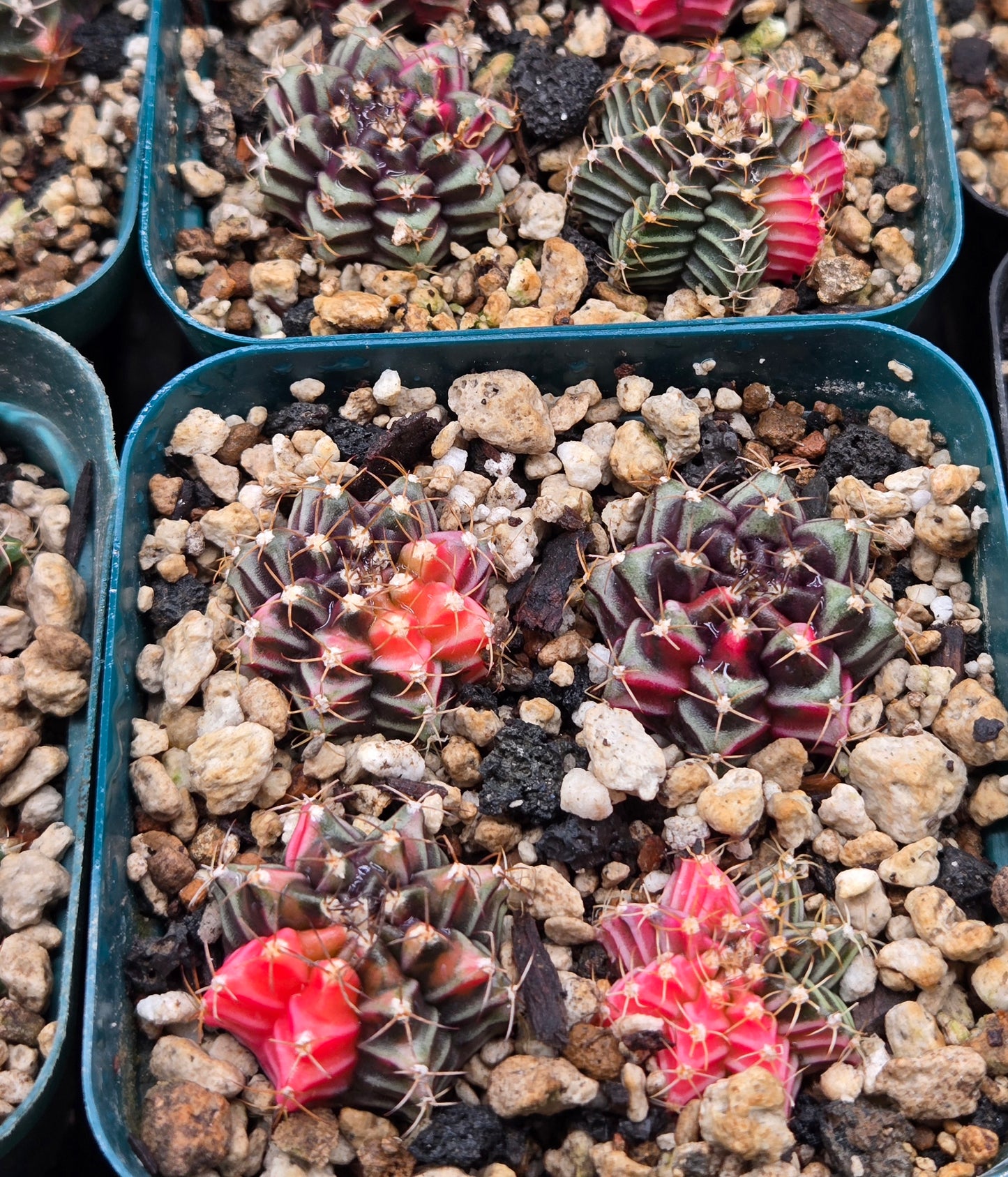 (1)Variegated Gymnocalcyium - Random selection