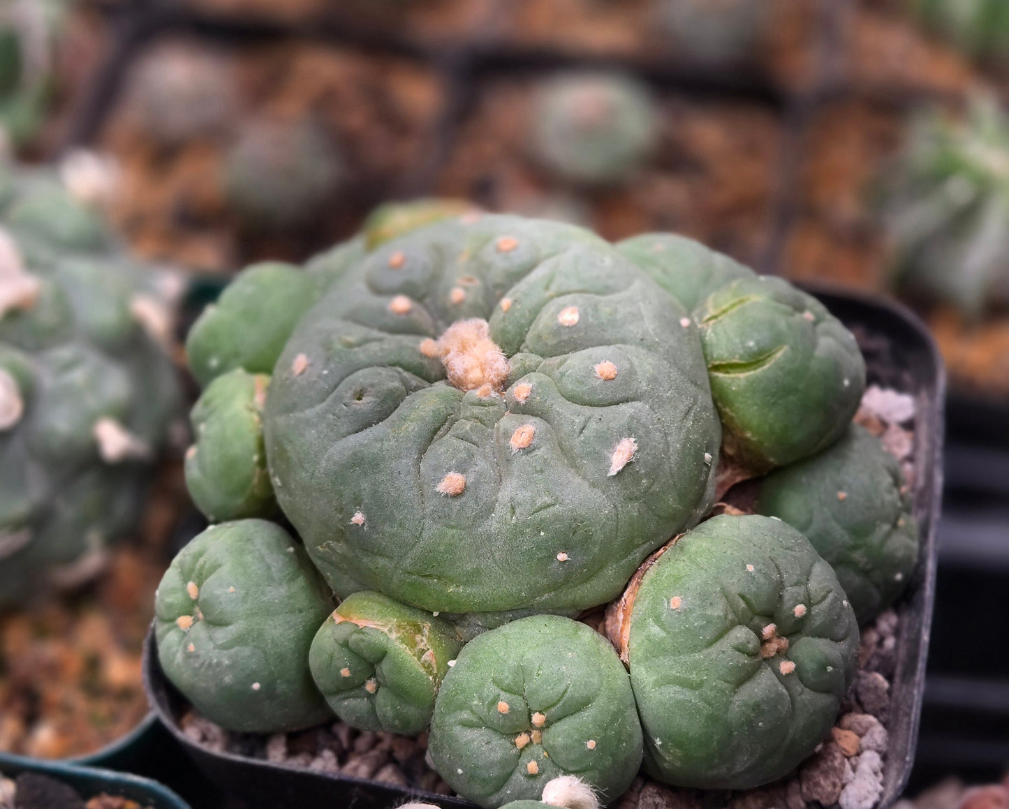 Lophophora Fricii Ceaspitosa