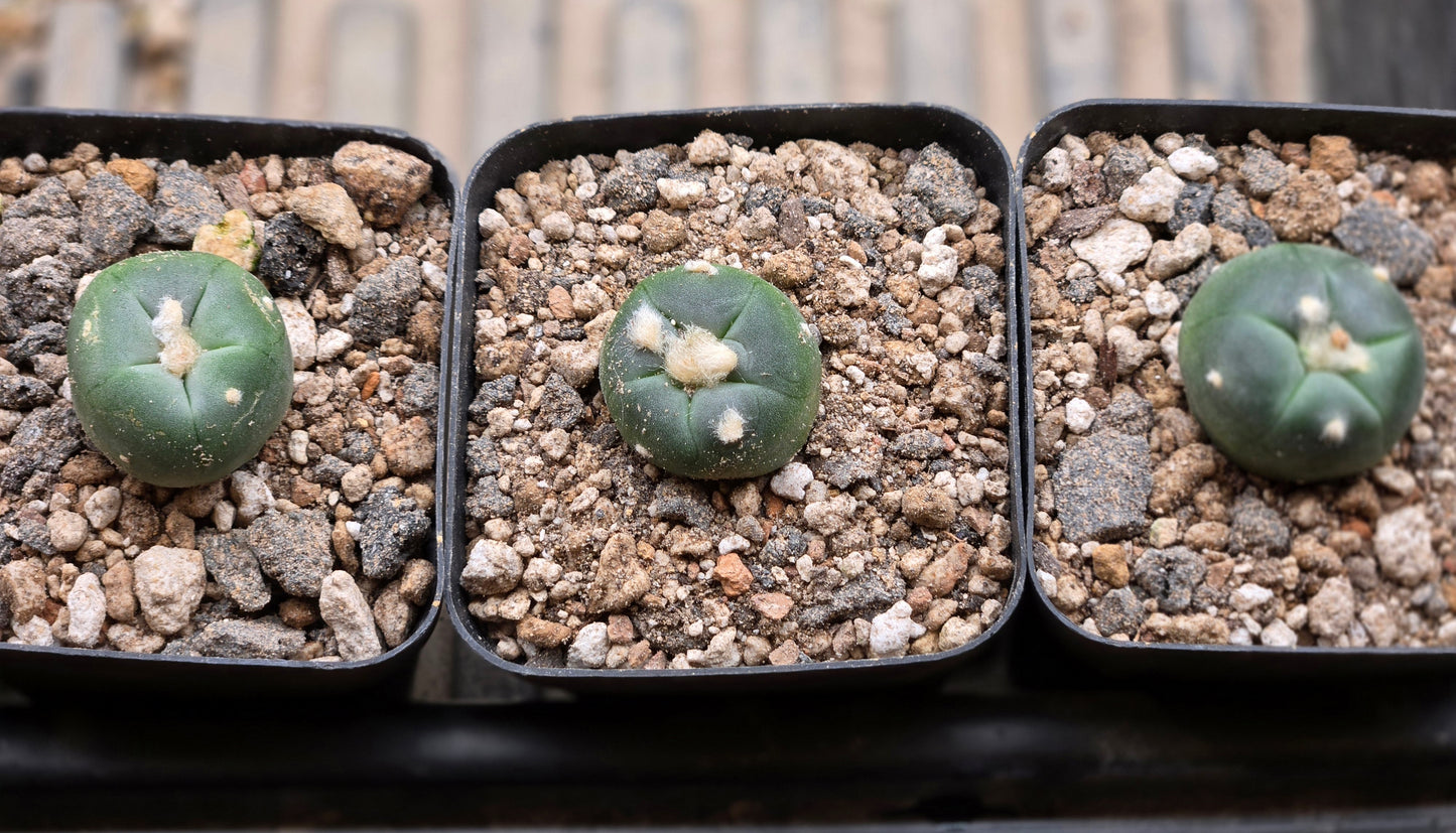 Lophophora Alberto Vojtechi