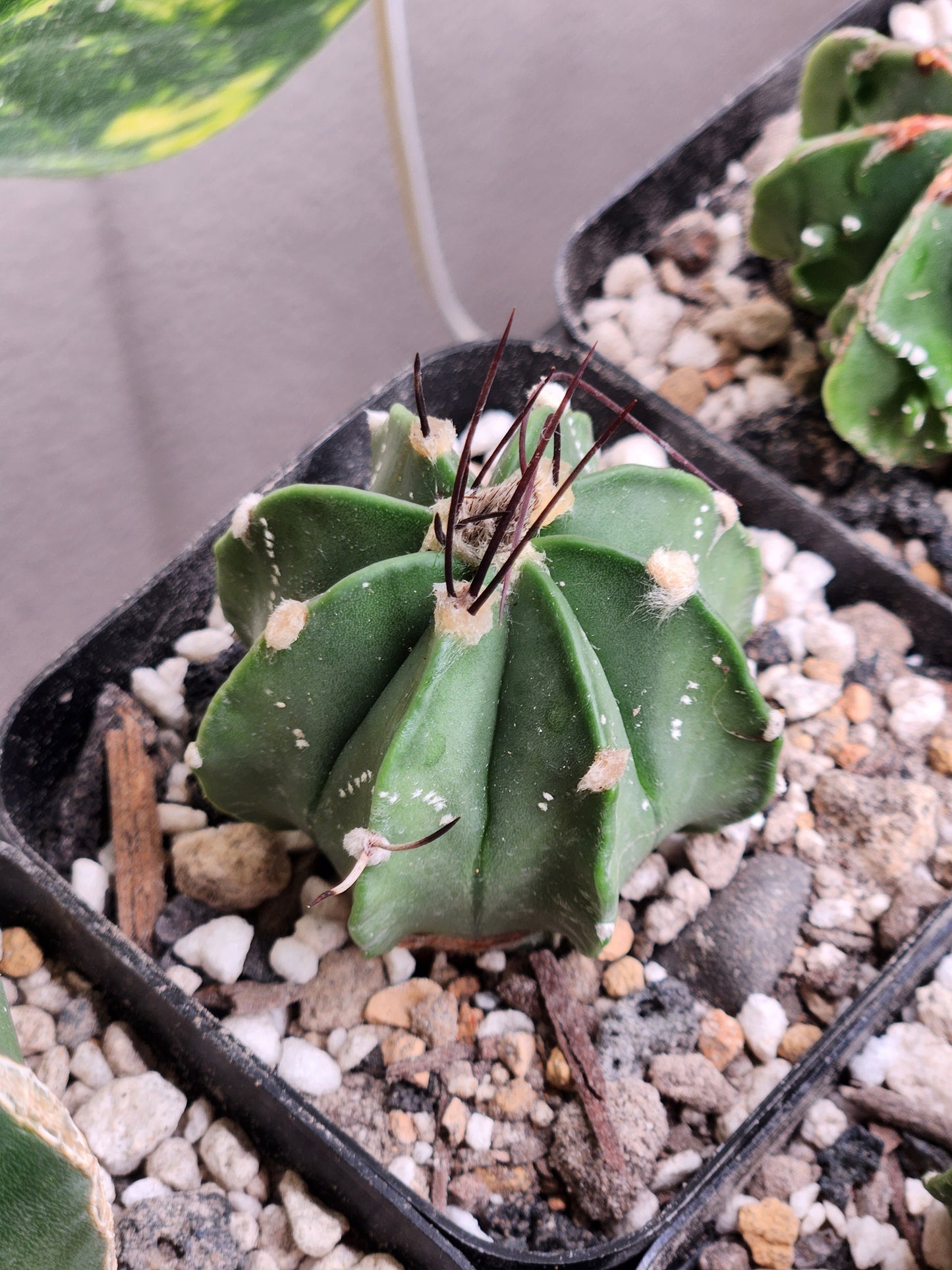 Astrophytum Capricorn - Medium