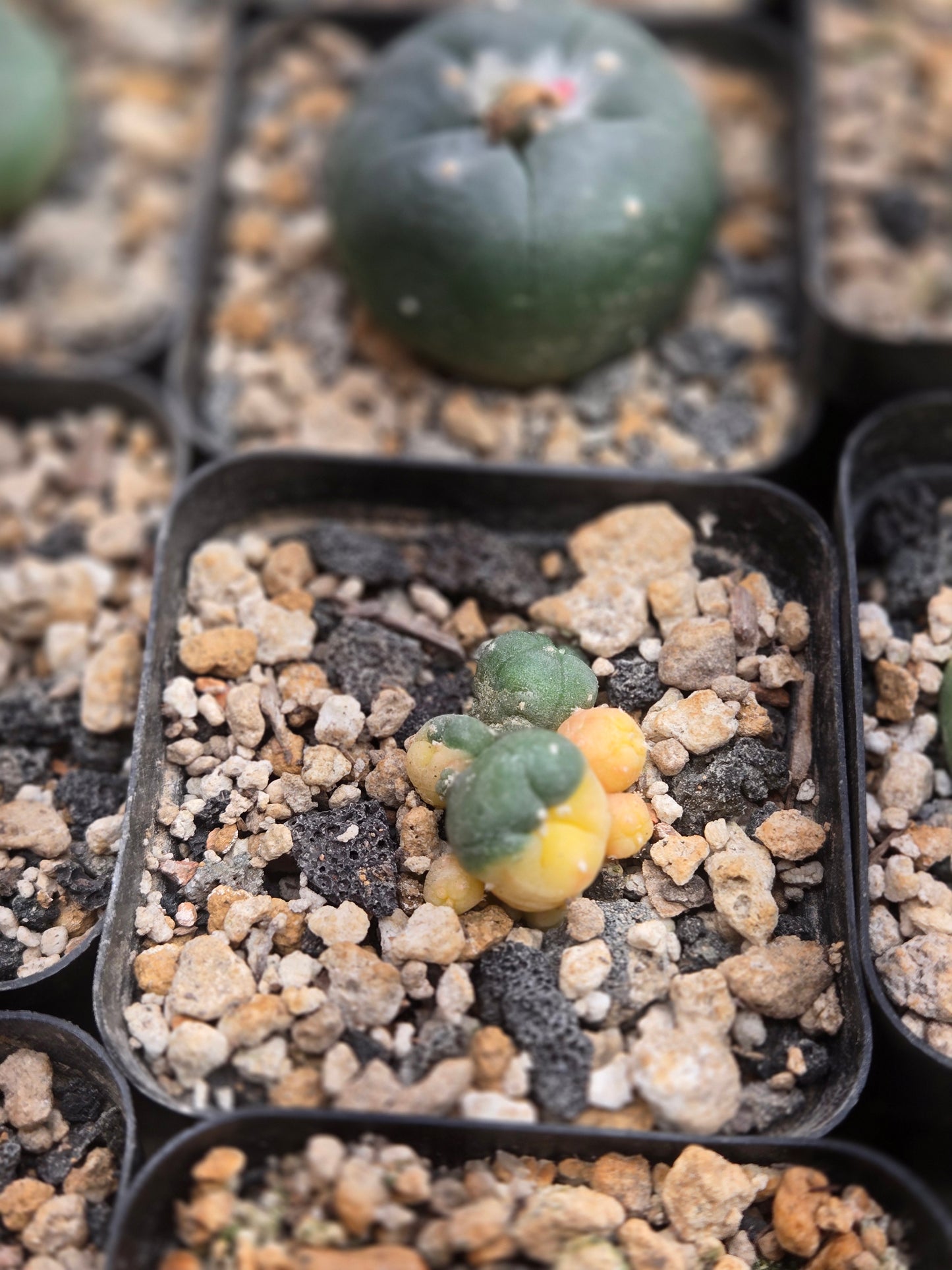 Variegated LW - Small cluster