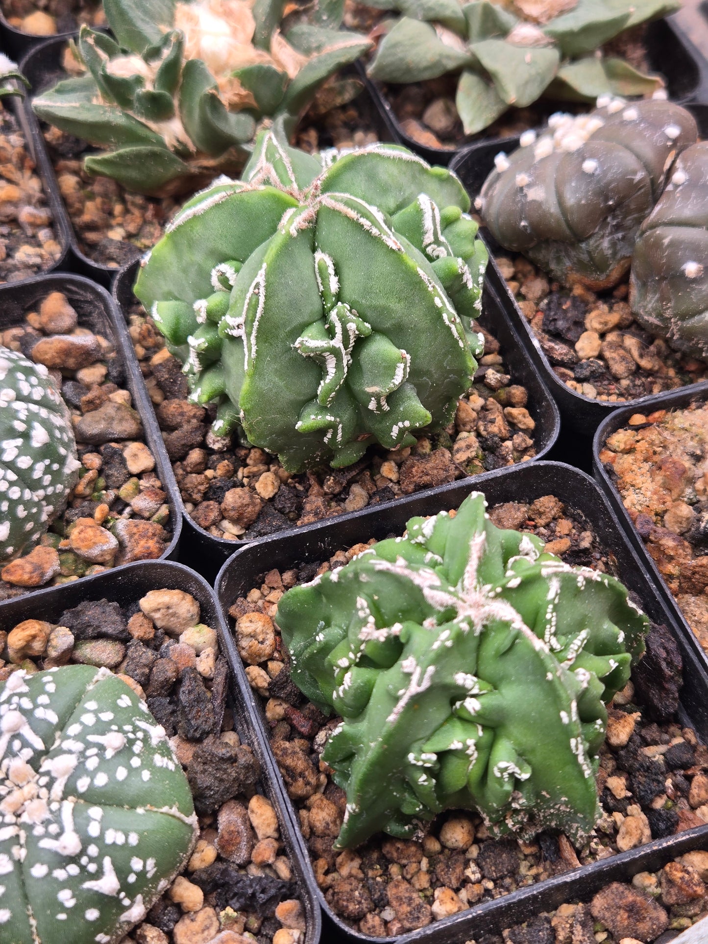 Astrophytum Myriostigma cv Fukuryu