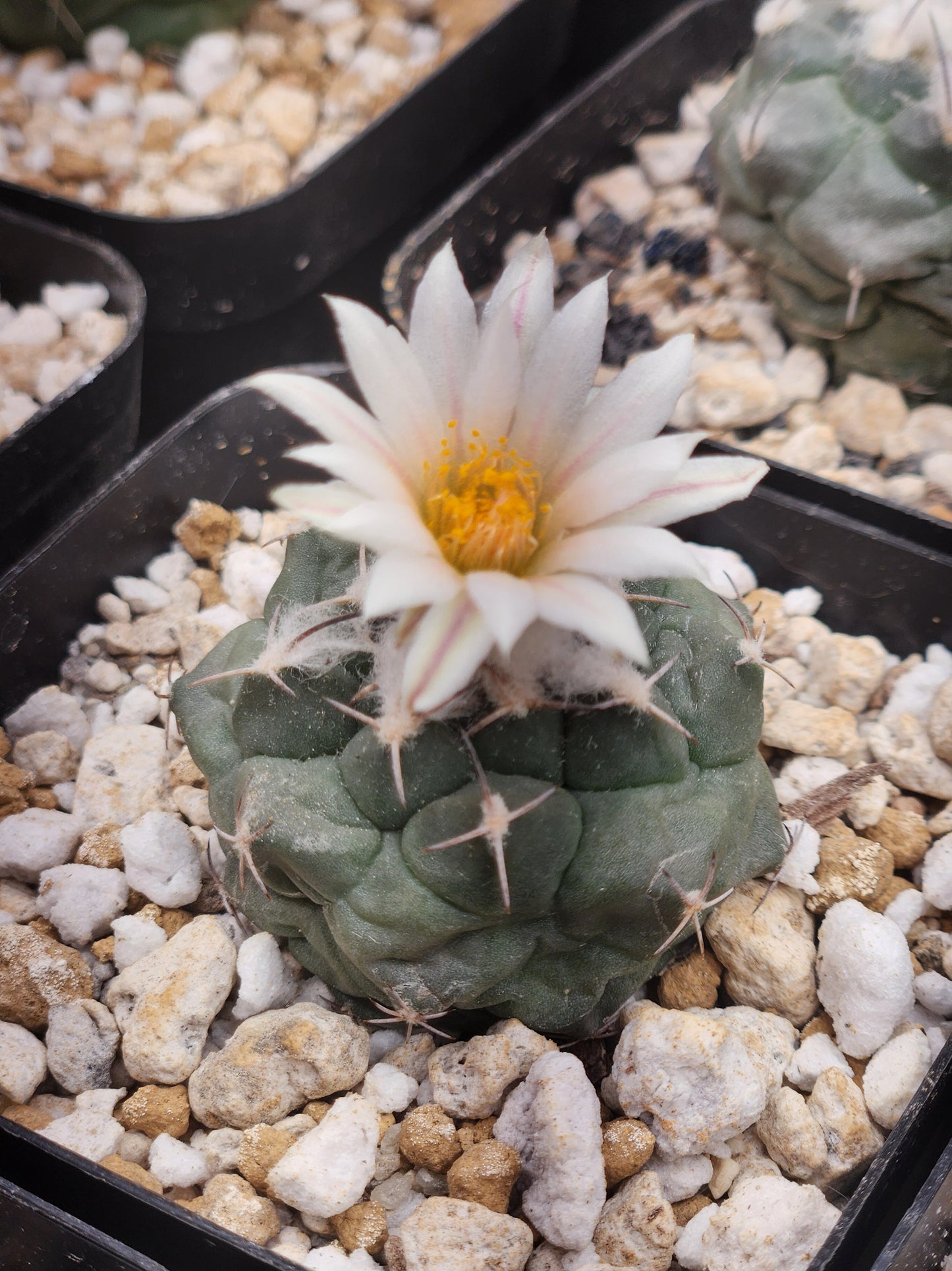 Turbinicarpus Lophophoroids Hybrid - Large