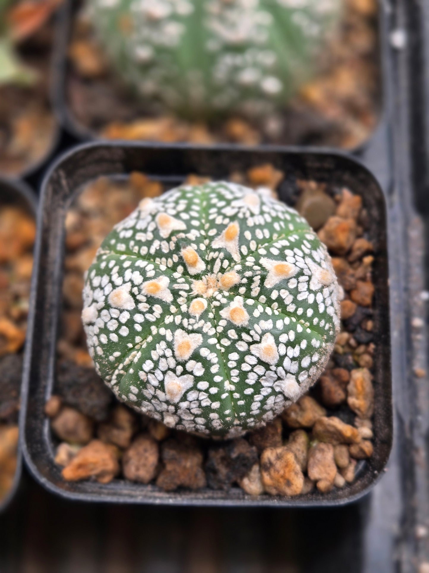 Astrophytum Asterias - V Type