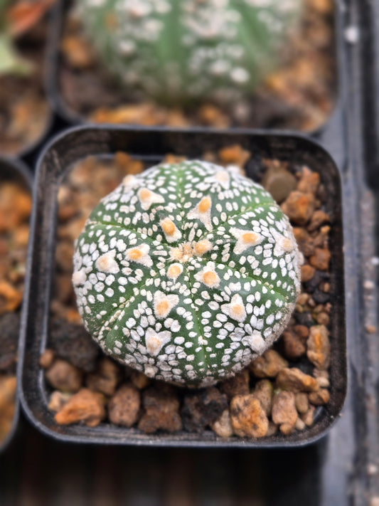 Astrophytum Asterias - V Type