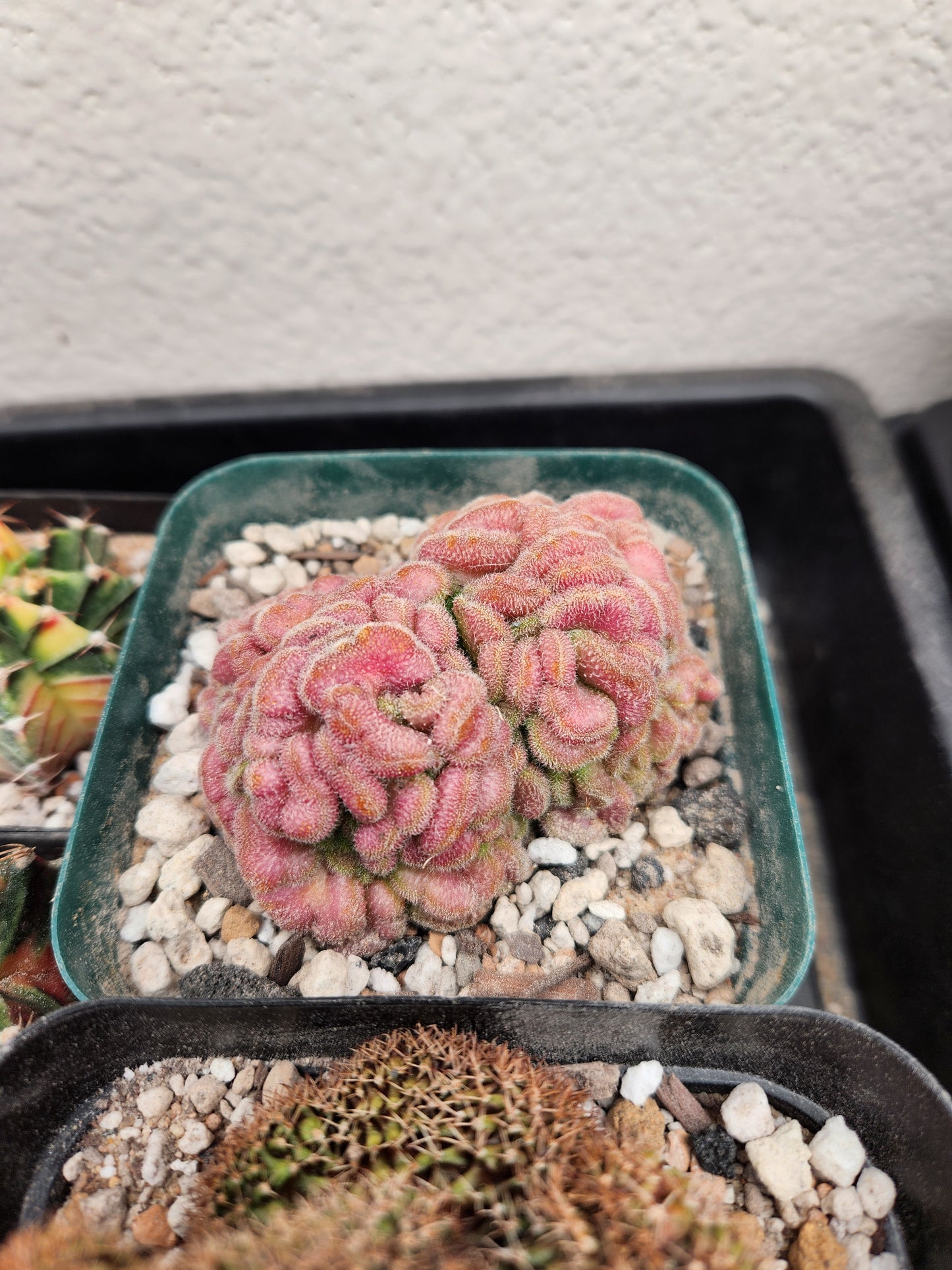 Mammilaria Compressa - Yokan crest Great purple