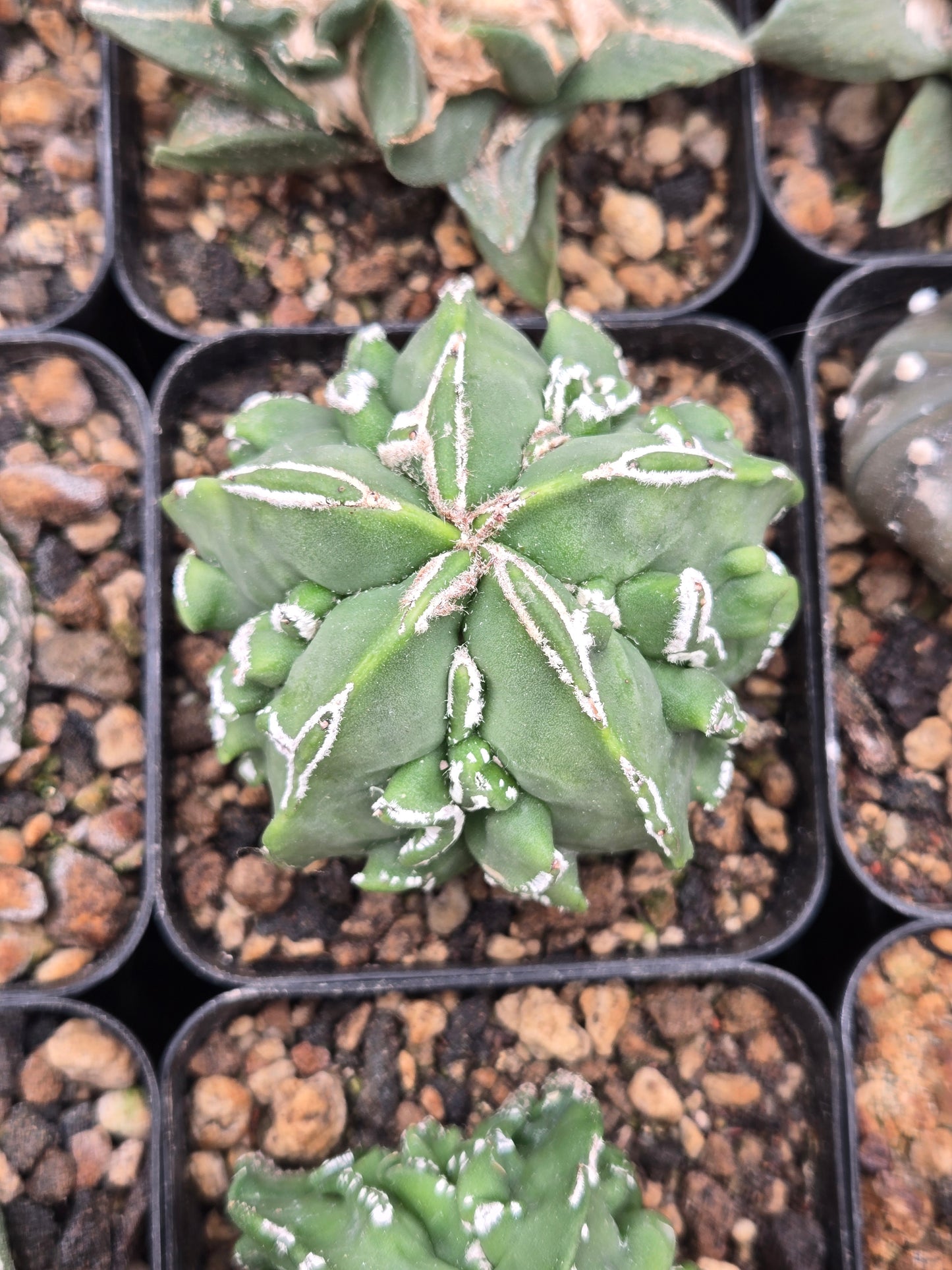 Astrophytum Myriostigma cv Fukuryu