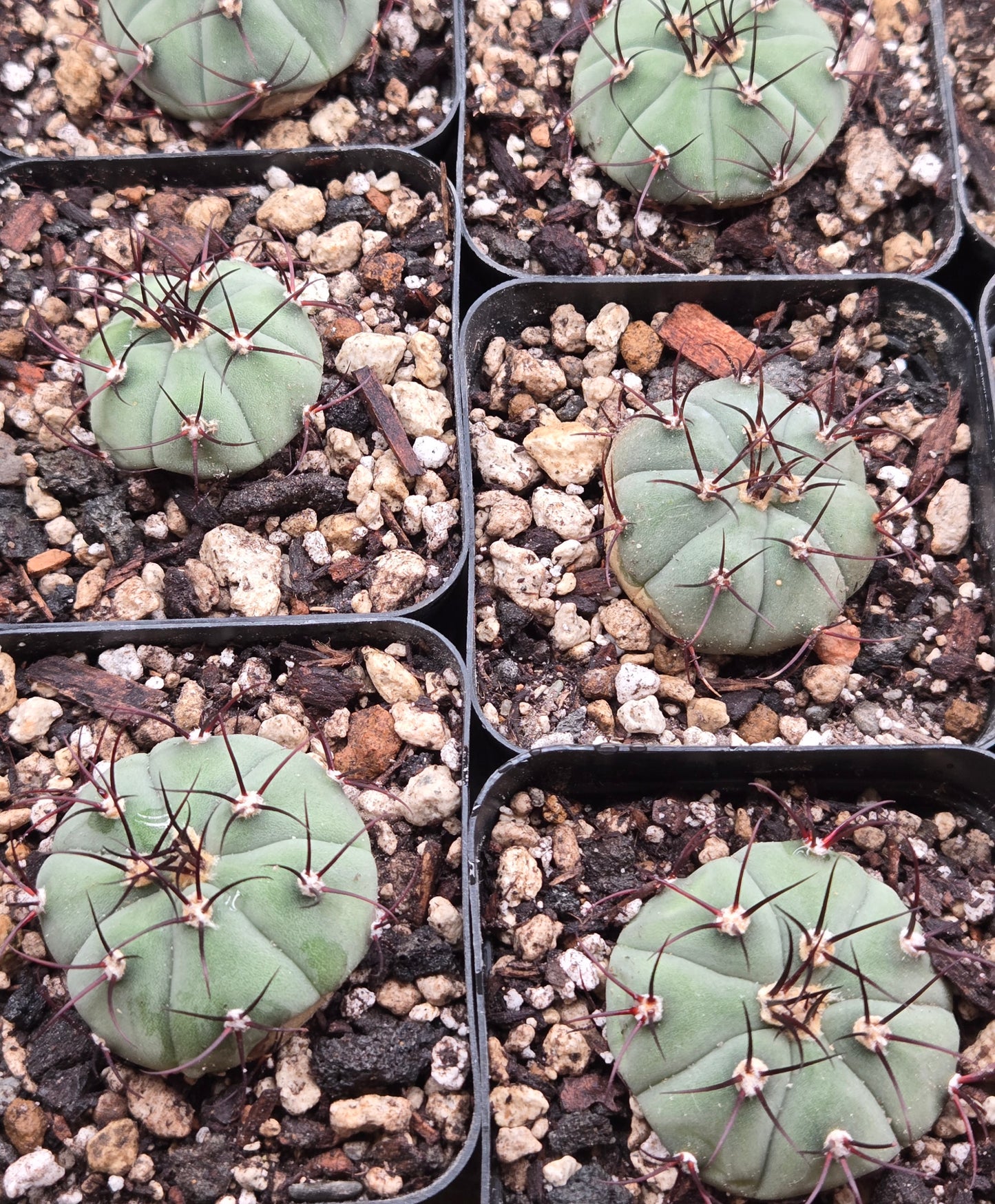 Gymnocalcyium Cabreraense "Vos16"