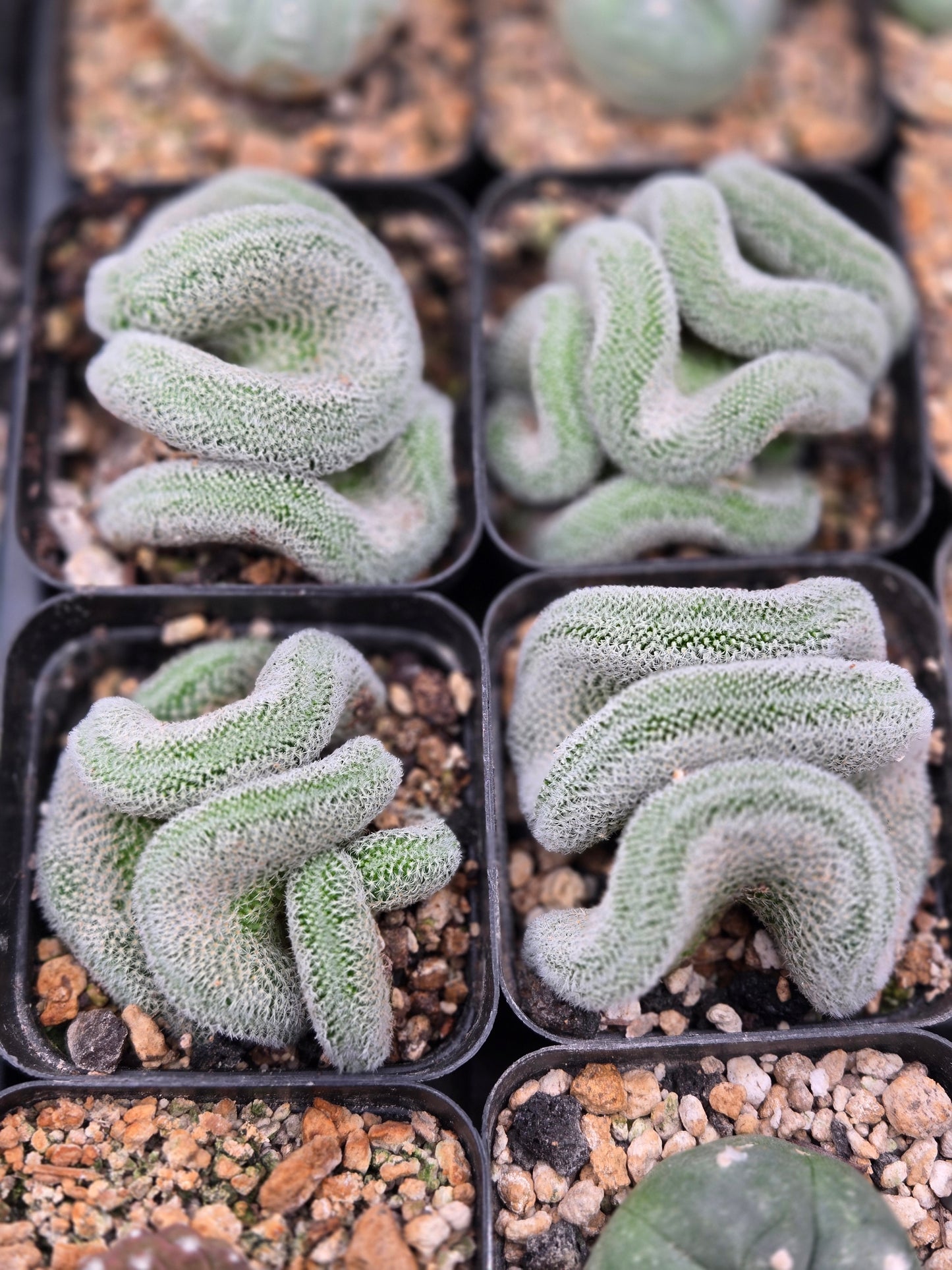 Mammilaria Perbella Crest