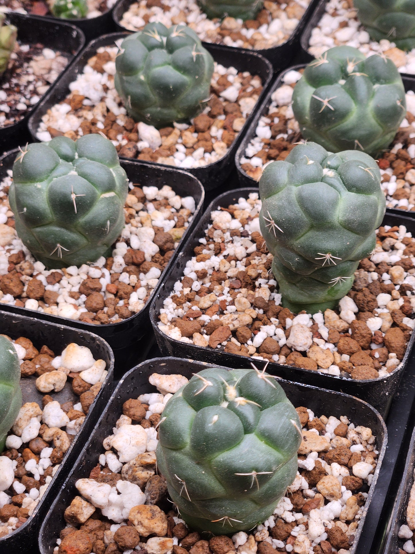 Coryphantha Elephantidens inermis- seed grown