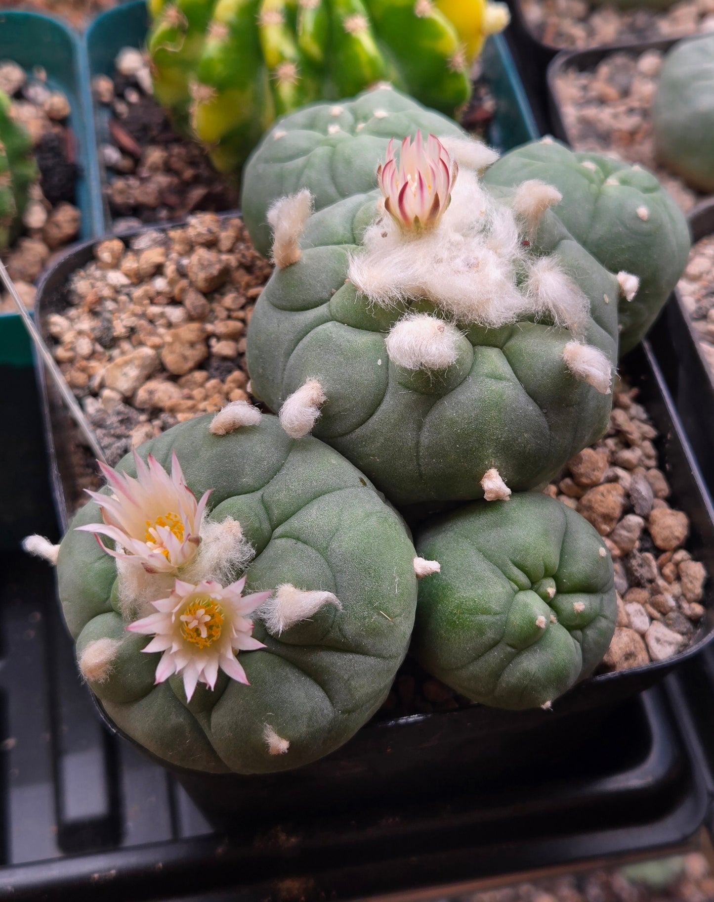 Lophophora Koehressi- XL Multiple blooming heads