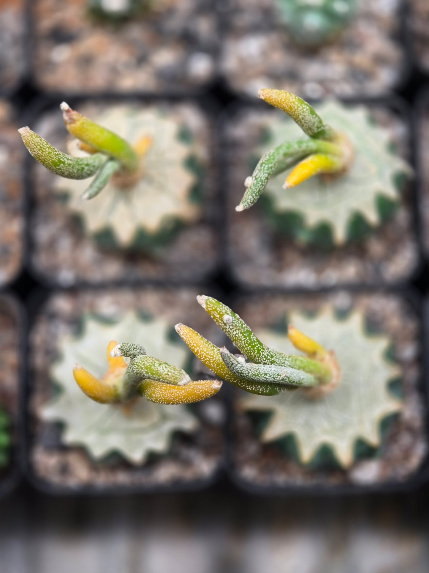Variegated Astrophytum Caput Medusae - Graft on Ferocactus