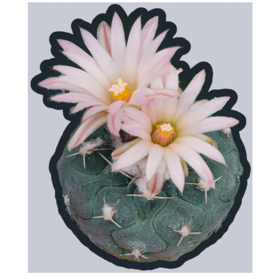 Sticker - Turbinicarpus Lophophoroids Hybrid