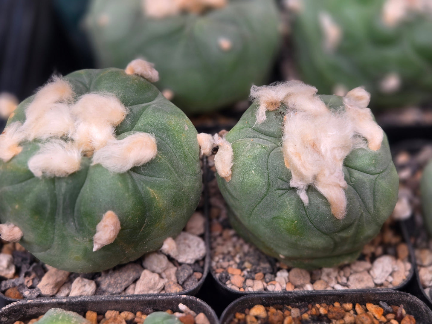 Lophophora Diffusa