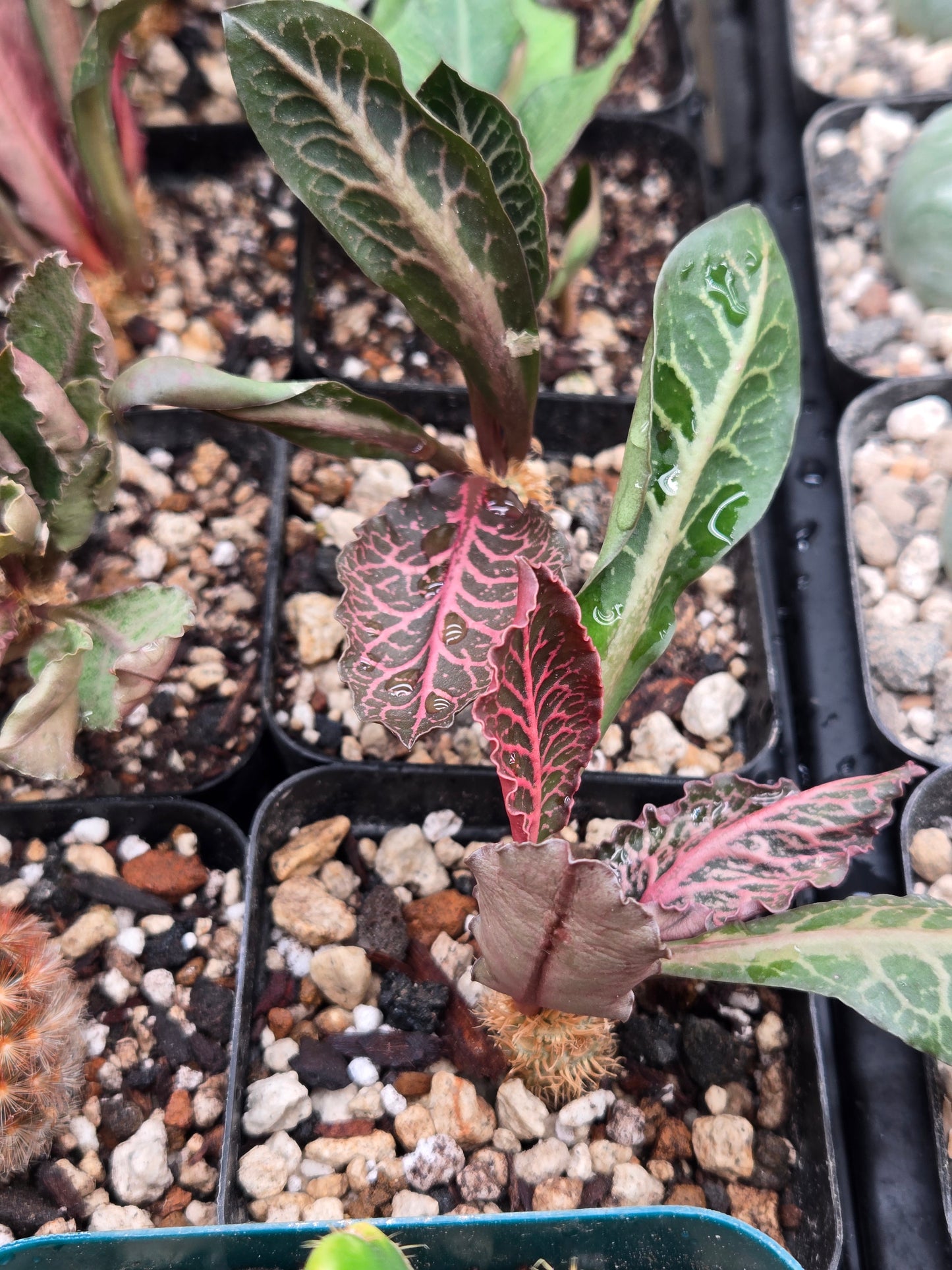 Euphorbia Francoisii