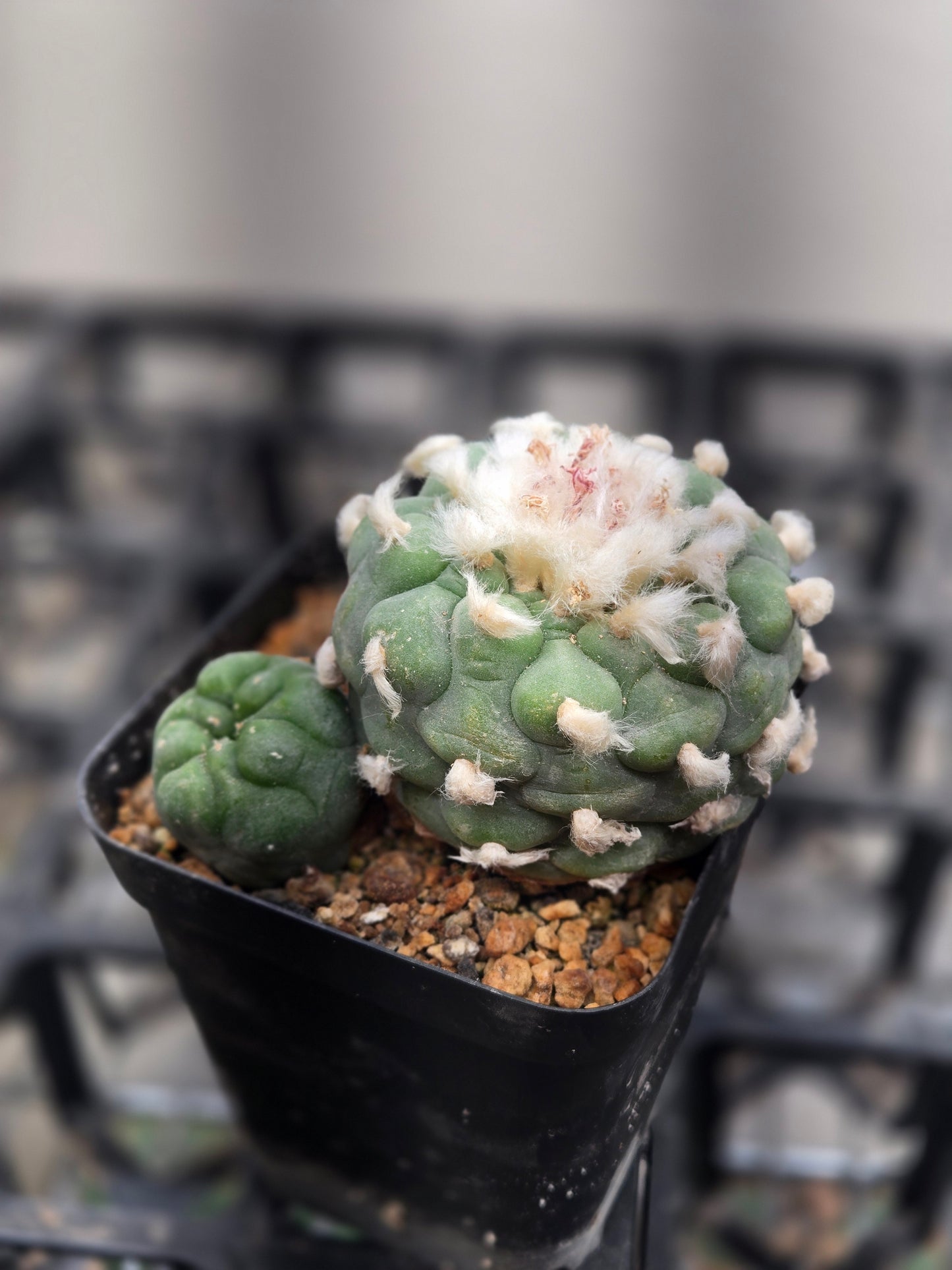 Lophophora Koehressi- XL