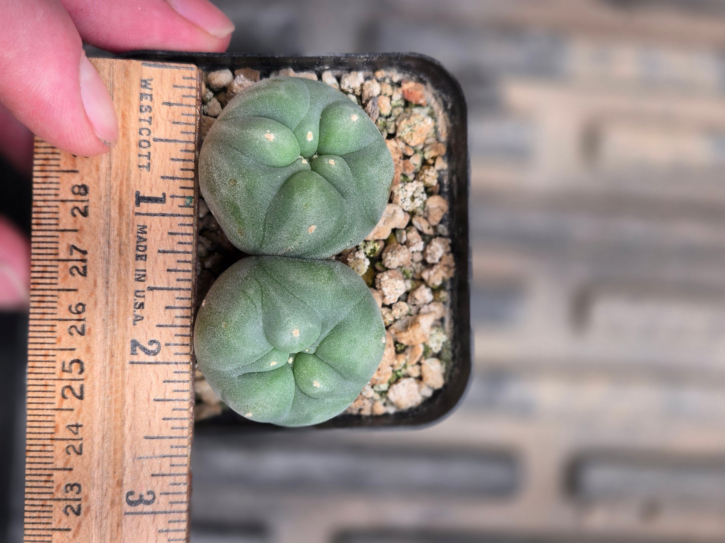 Lophophora Fricii - Double Head