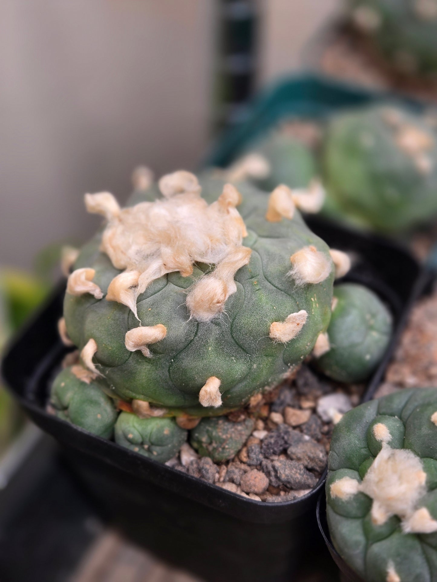 Lophophora Koehressi- XL