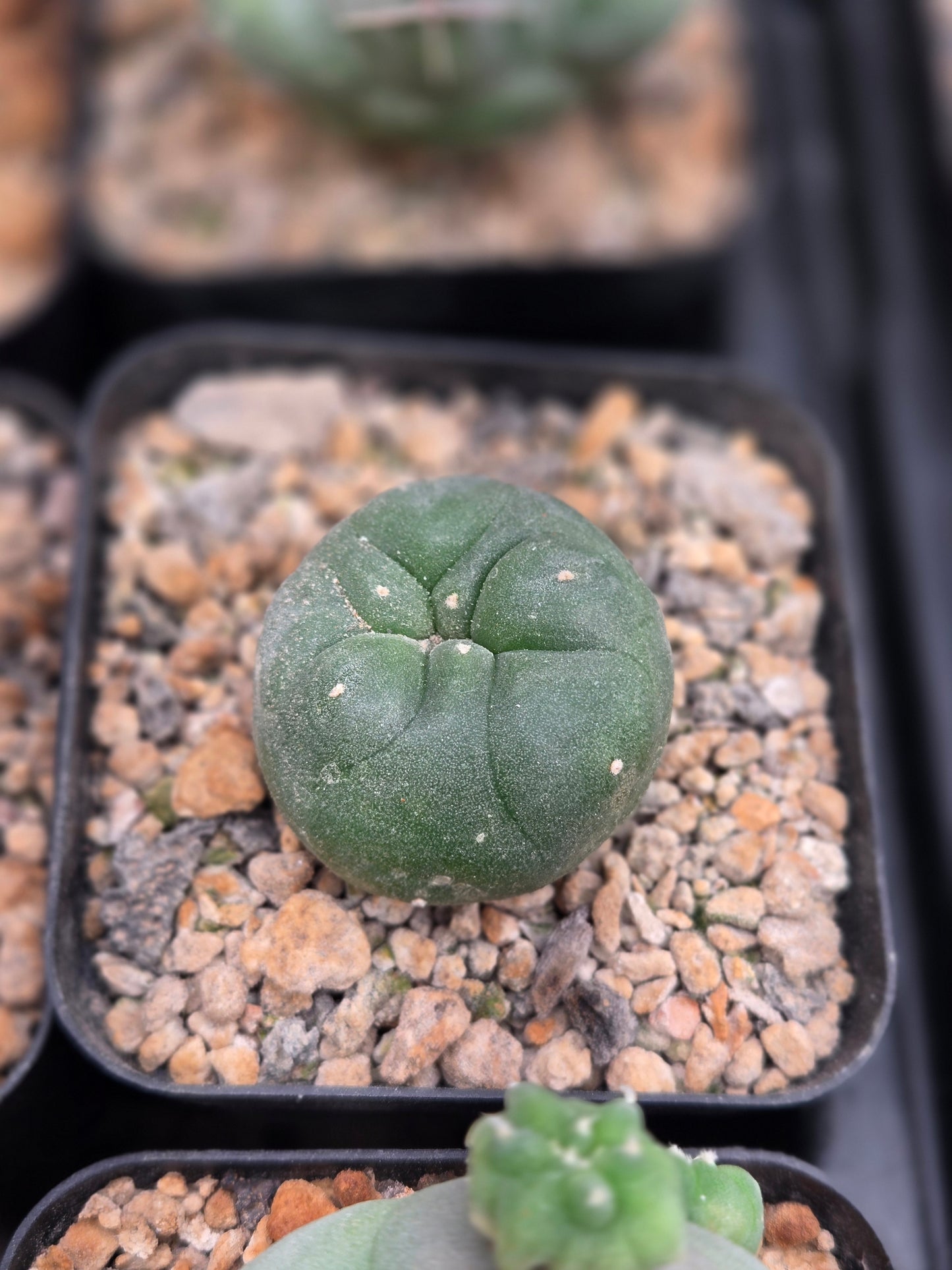 Lophophora Diffusa - Small