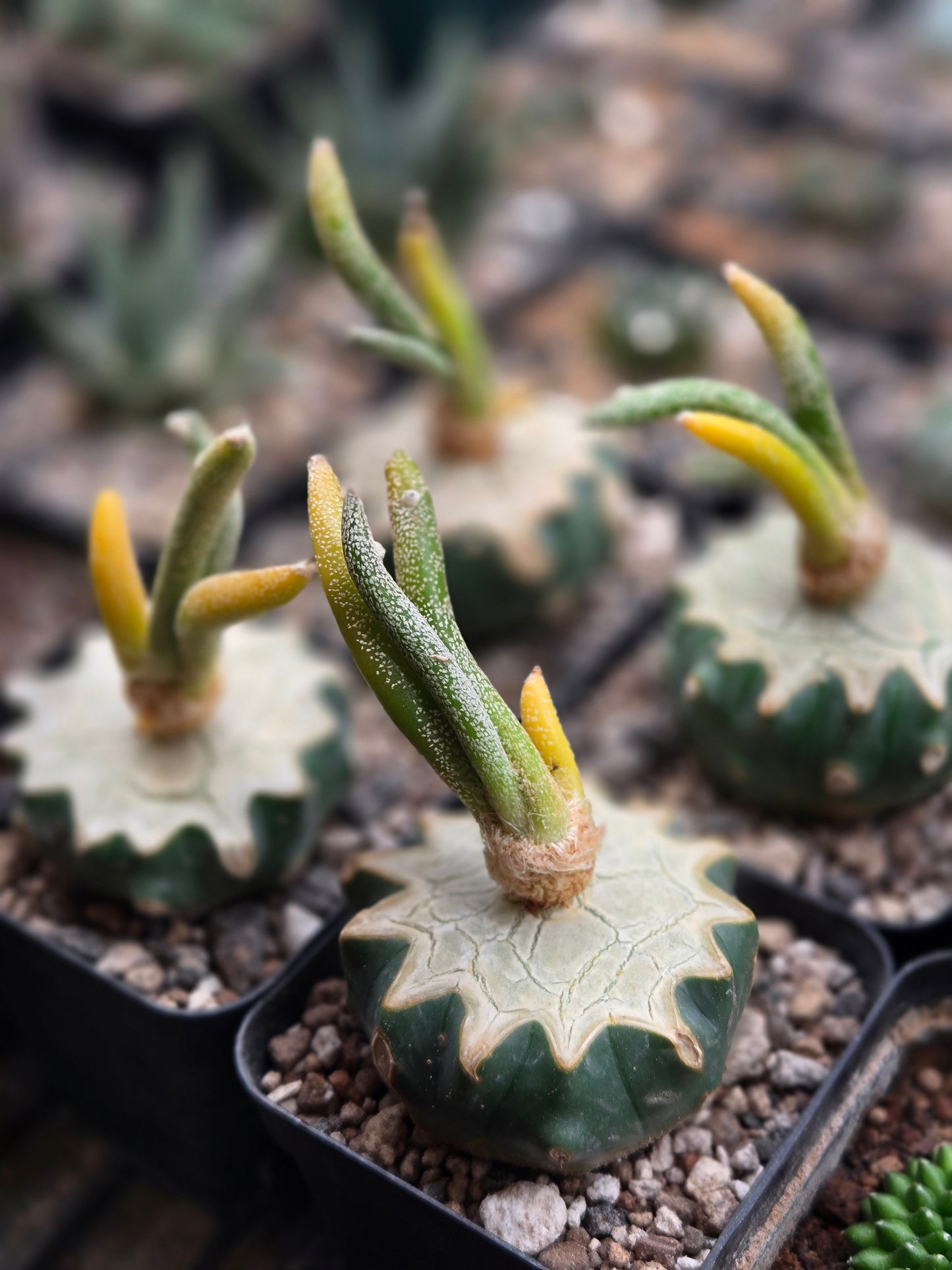Variegated Astrophytum Caput Medusae - Graft on Ferocactus