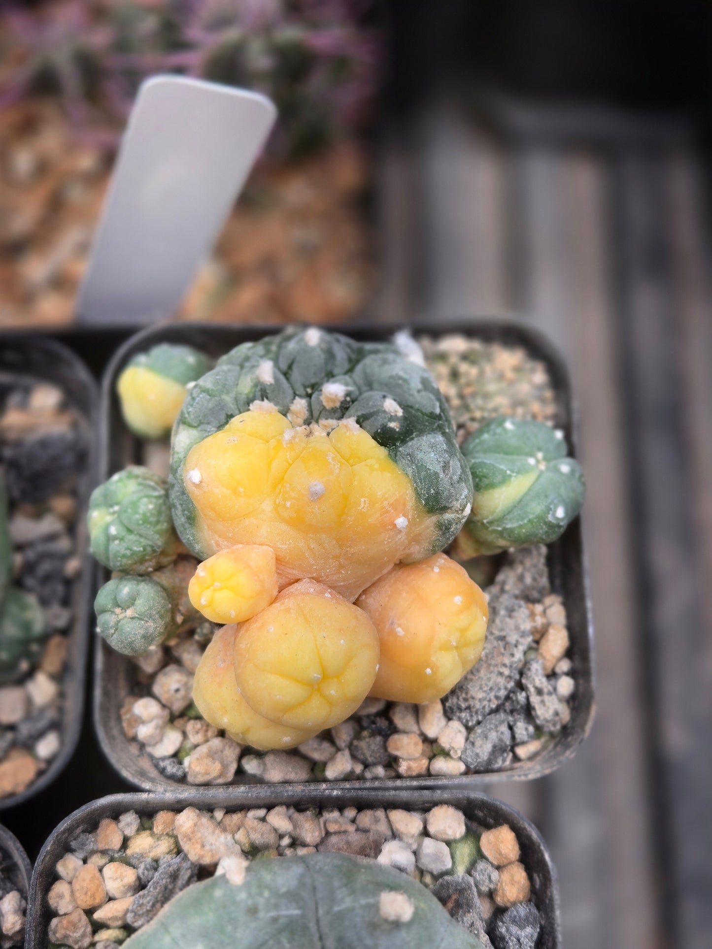 Variegated LW #4