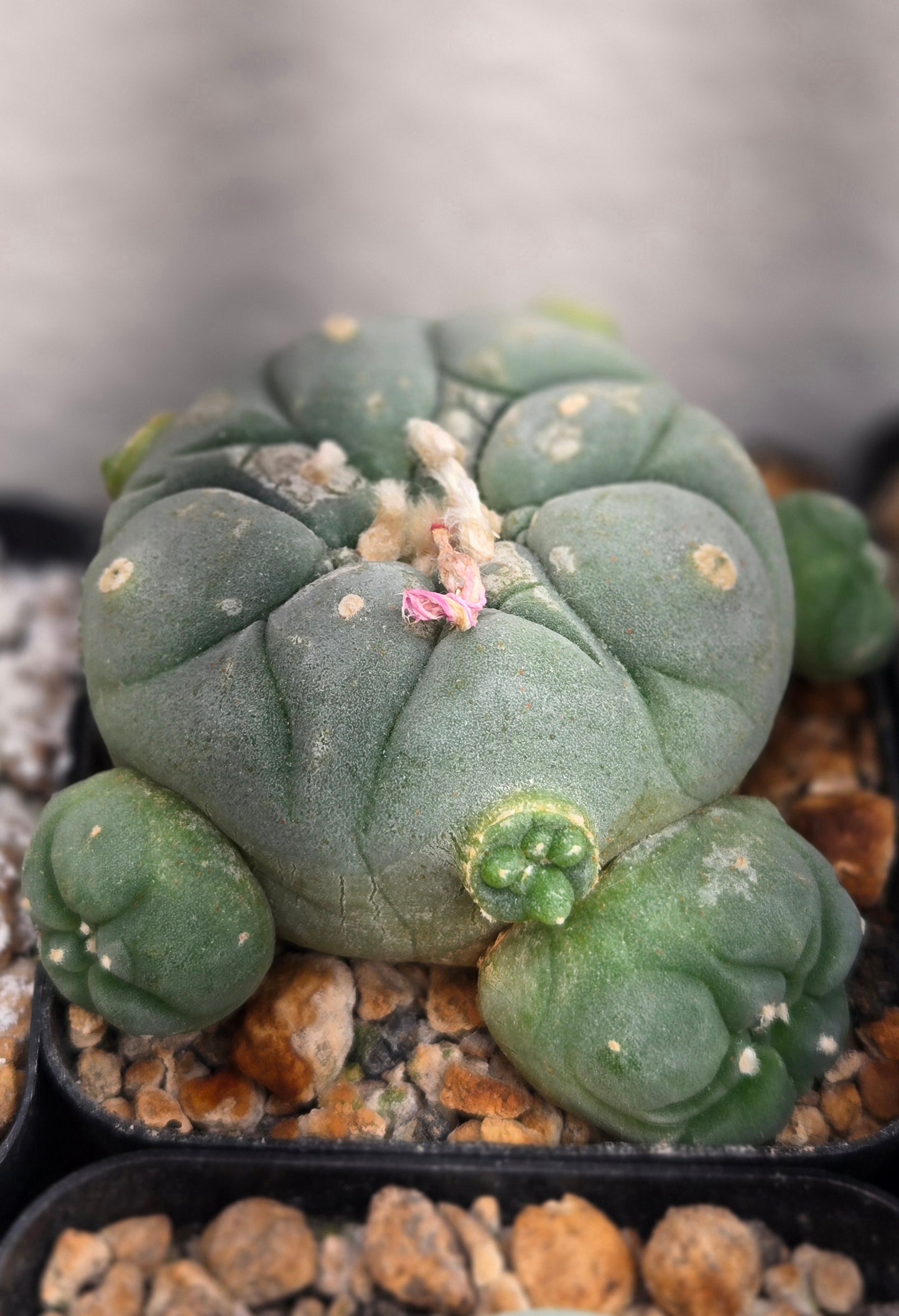 Lophophora Fricii - Flowering age with offsets