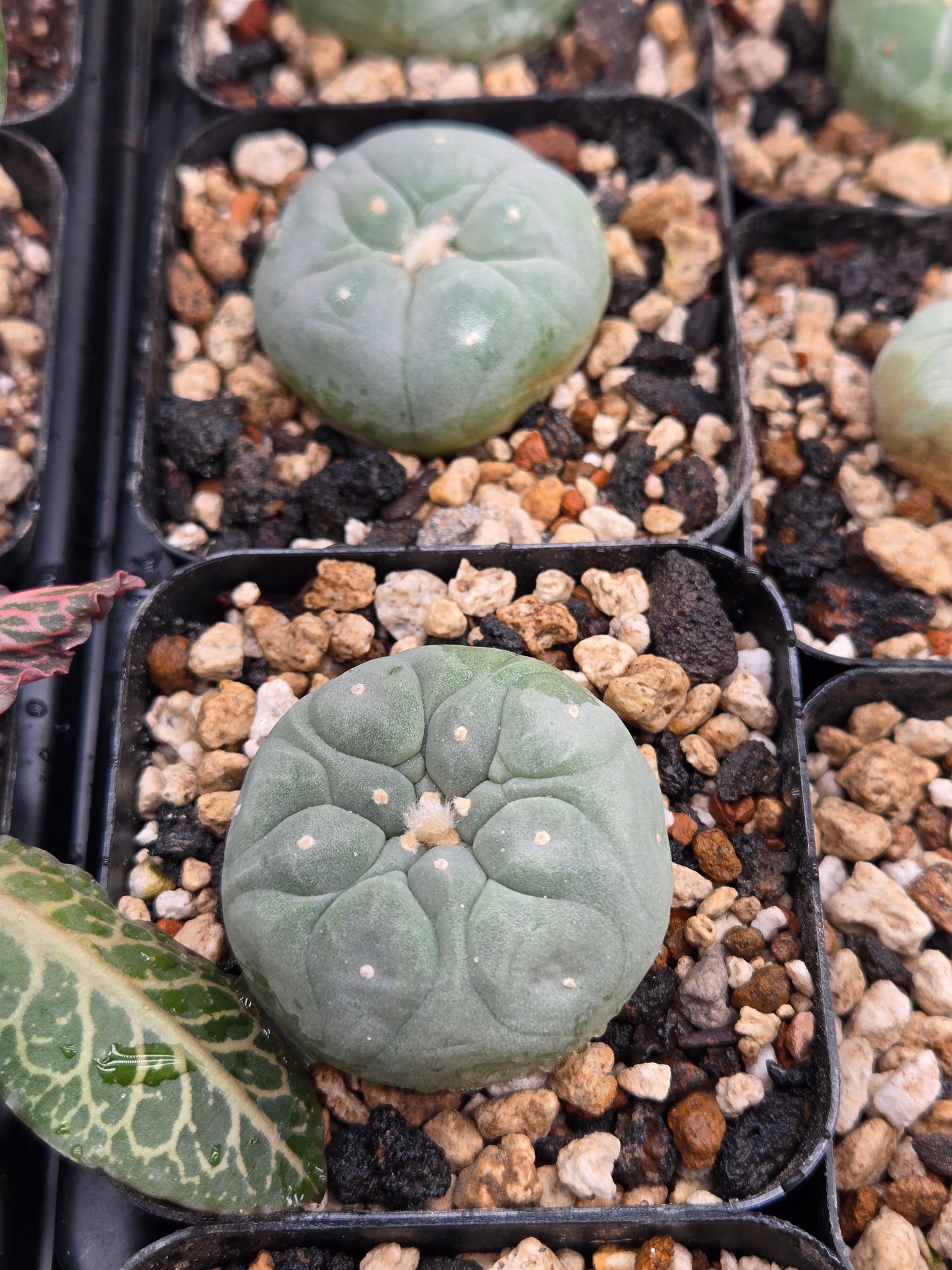 Lophophora Fricii cv. "Super White"