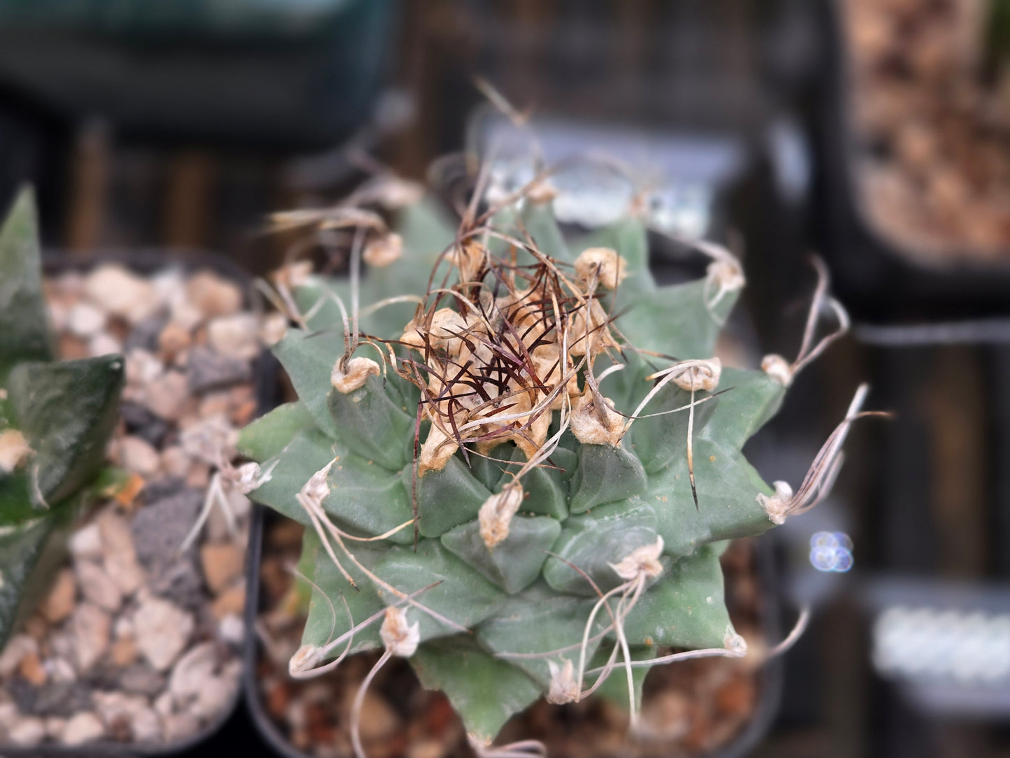 Turbinicarpus Alonsoii