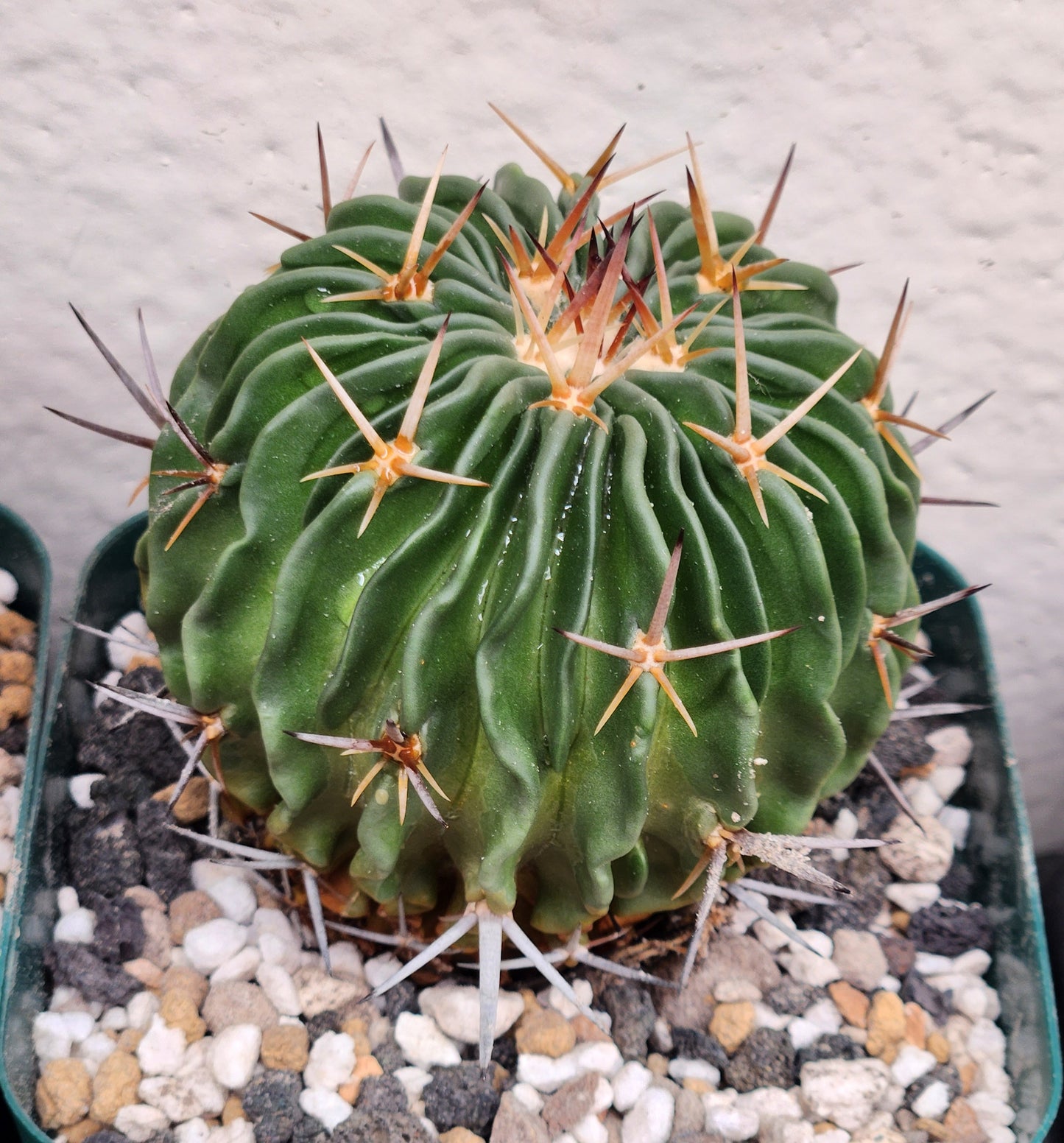 Stenocactus Phylacanthus