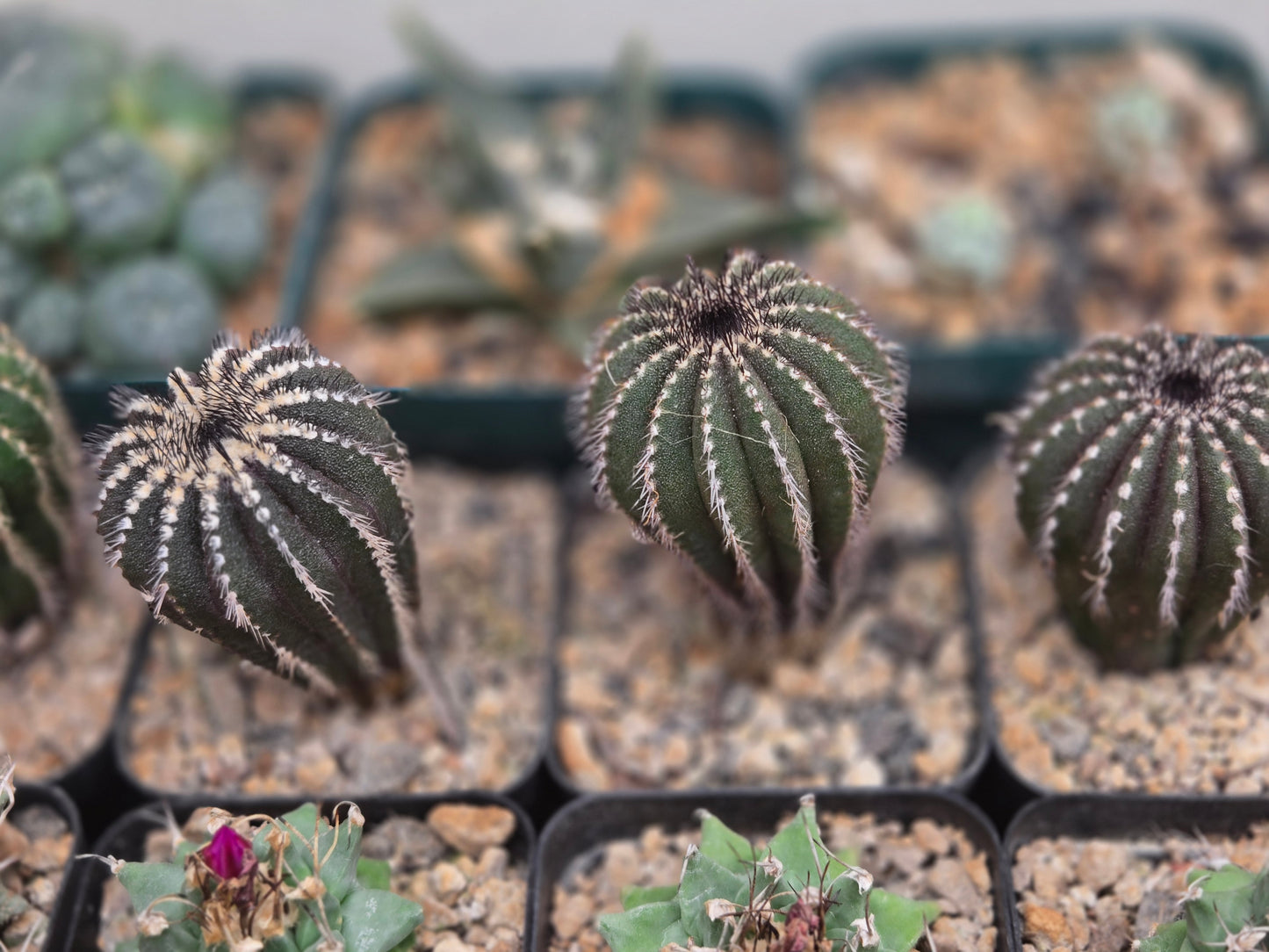 Uebelmannia Pectinifera- Large