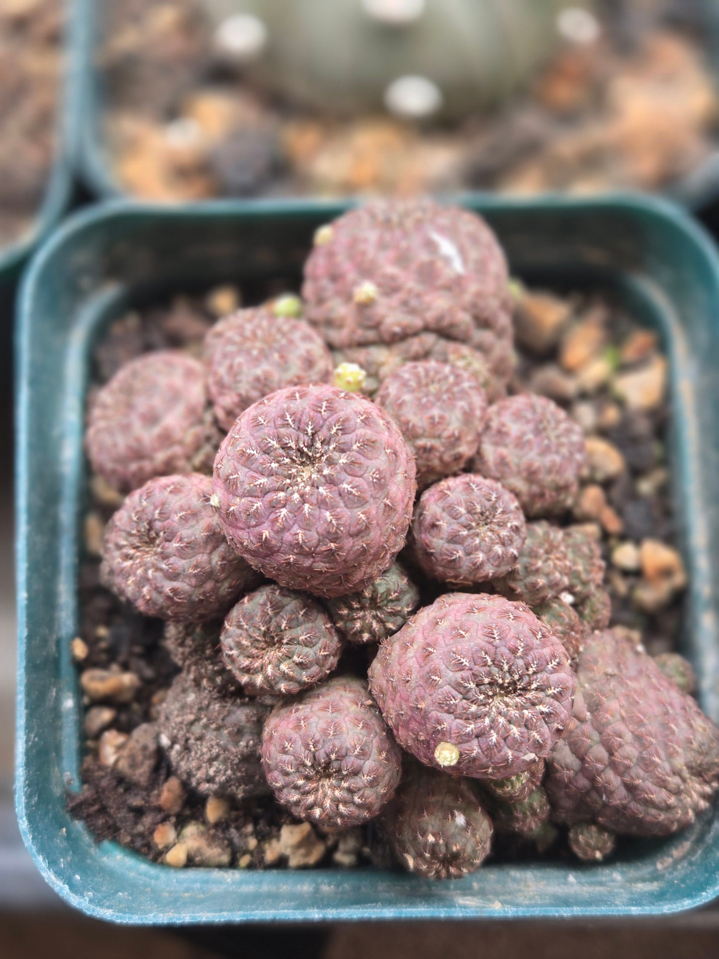 Sulcorebutia rauschii f. violacidermis Cluster