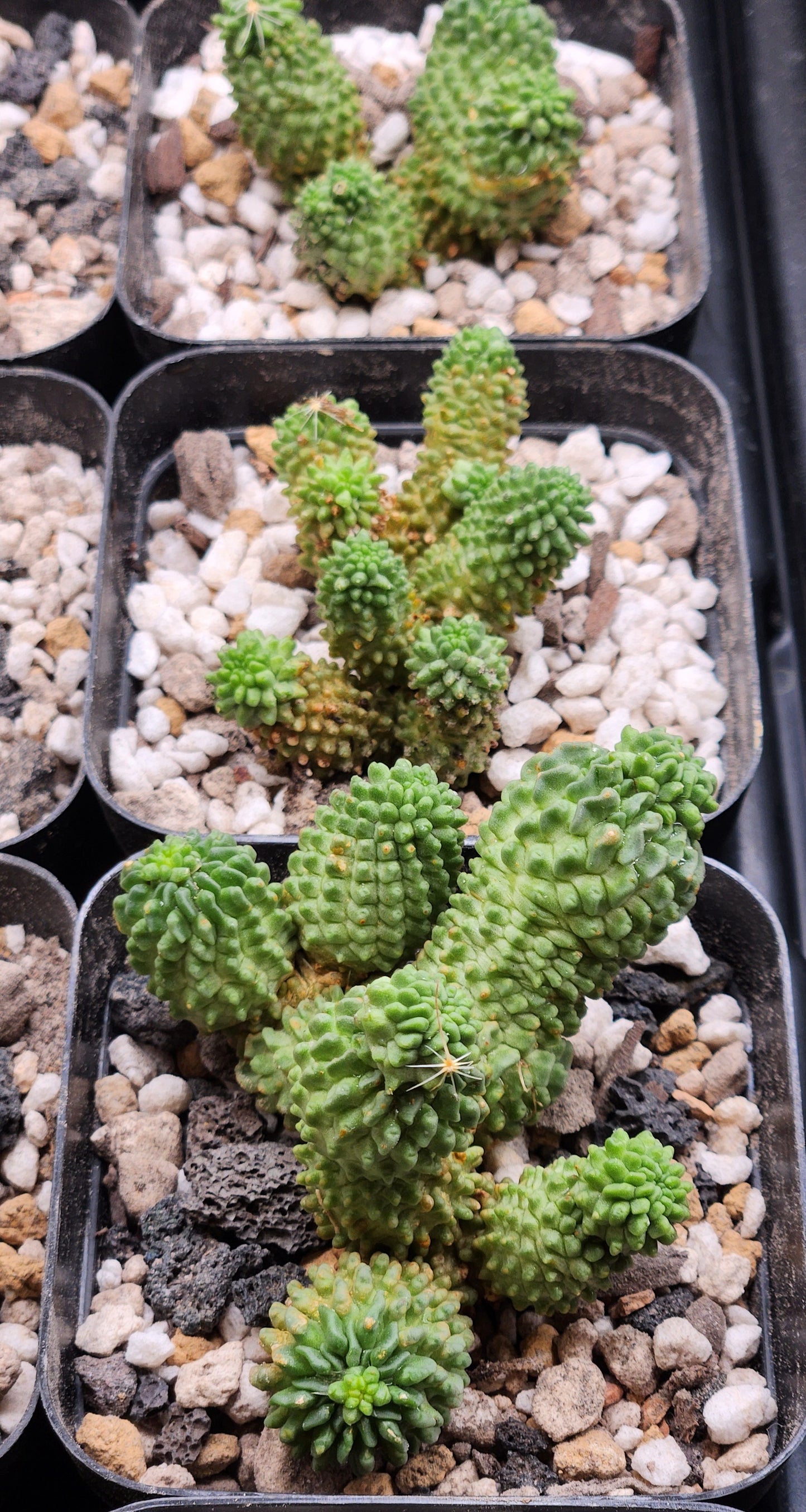 Echinocactus Monstrose cluster