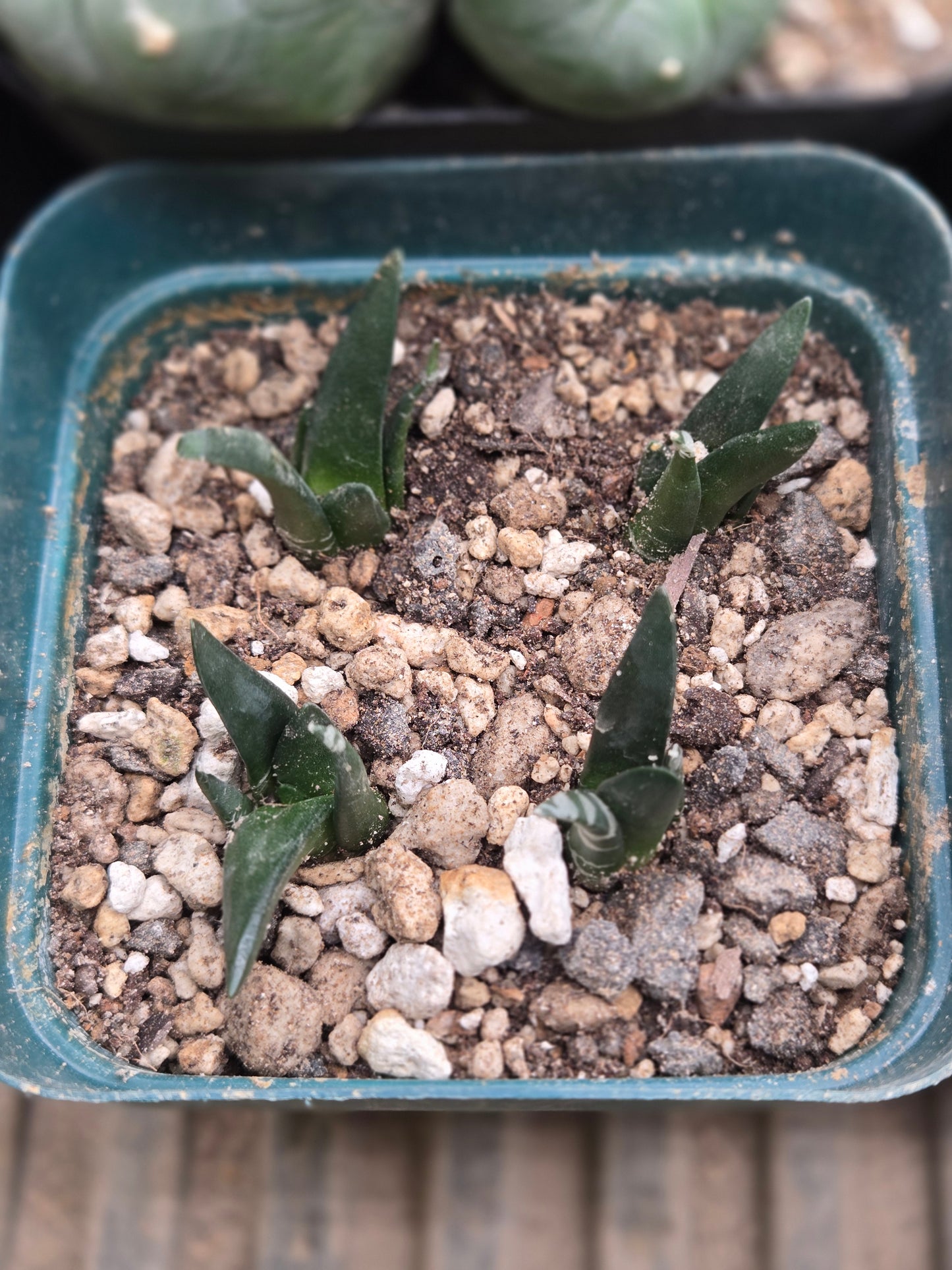 Ariocarpus Retusus Seedlings (4 plants)