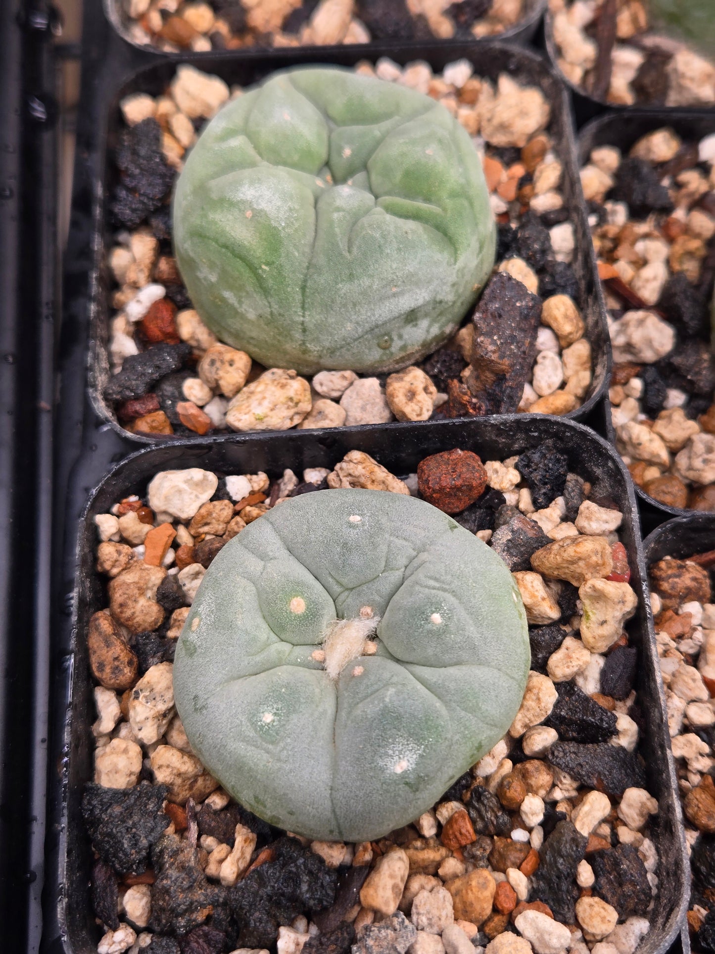 Lophophora Fricii cv. "Super White"