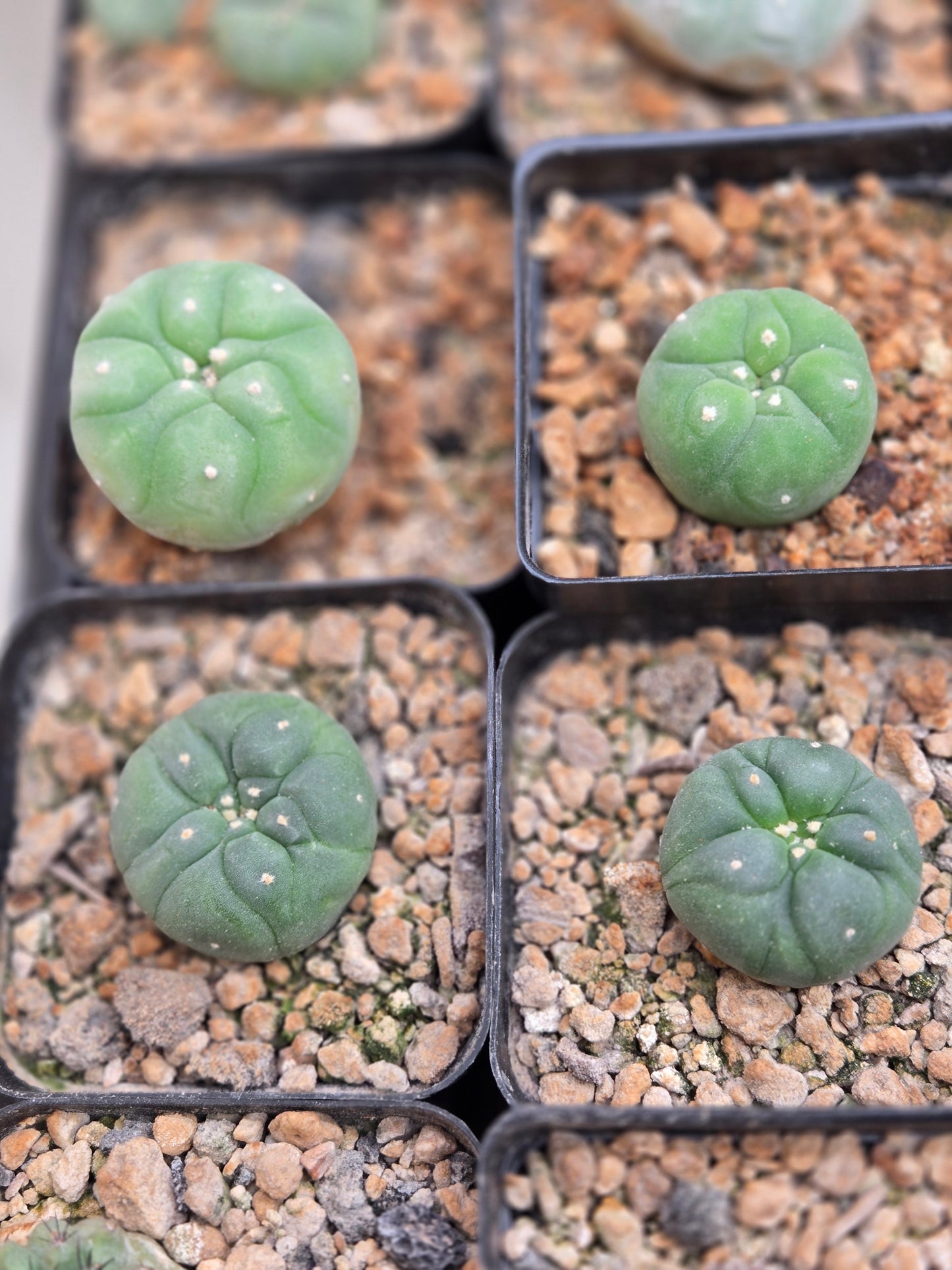 Lophophora Diffusa - Small